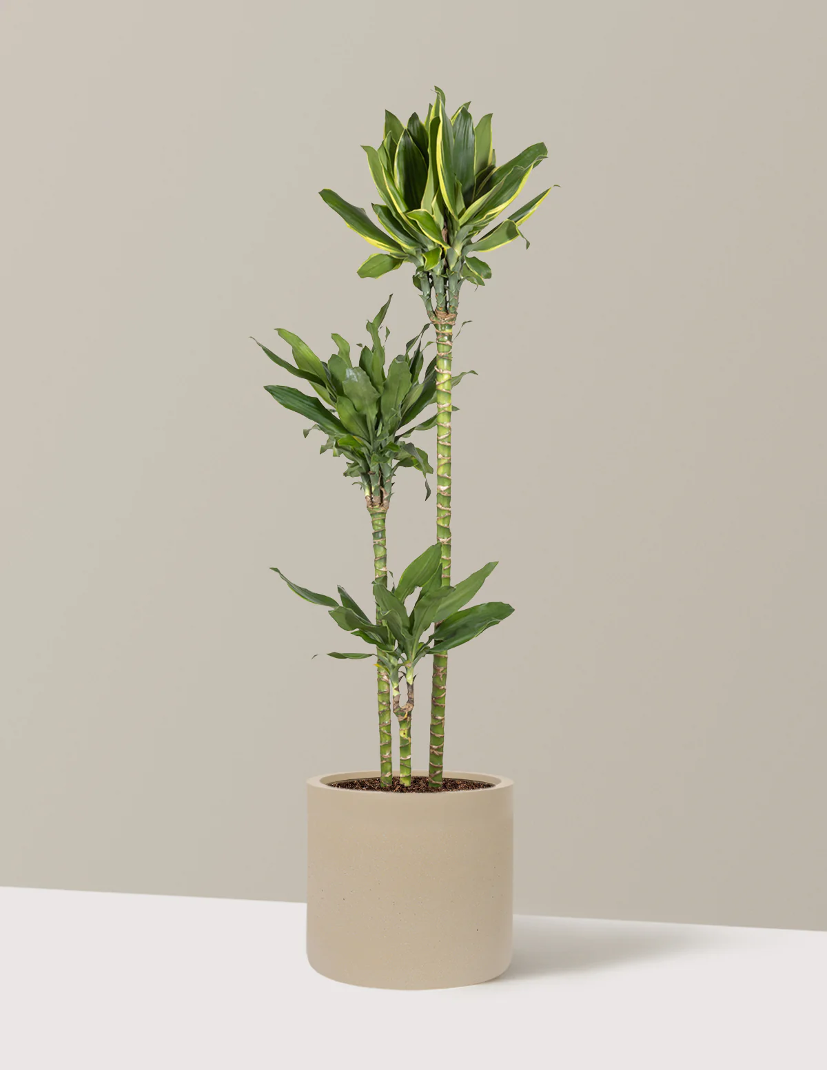 Dracaena Steudneri Gold Dream - Image 28