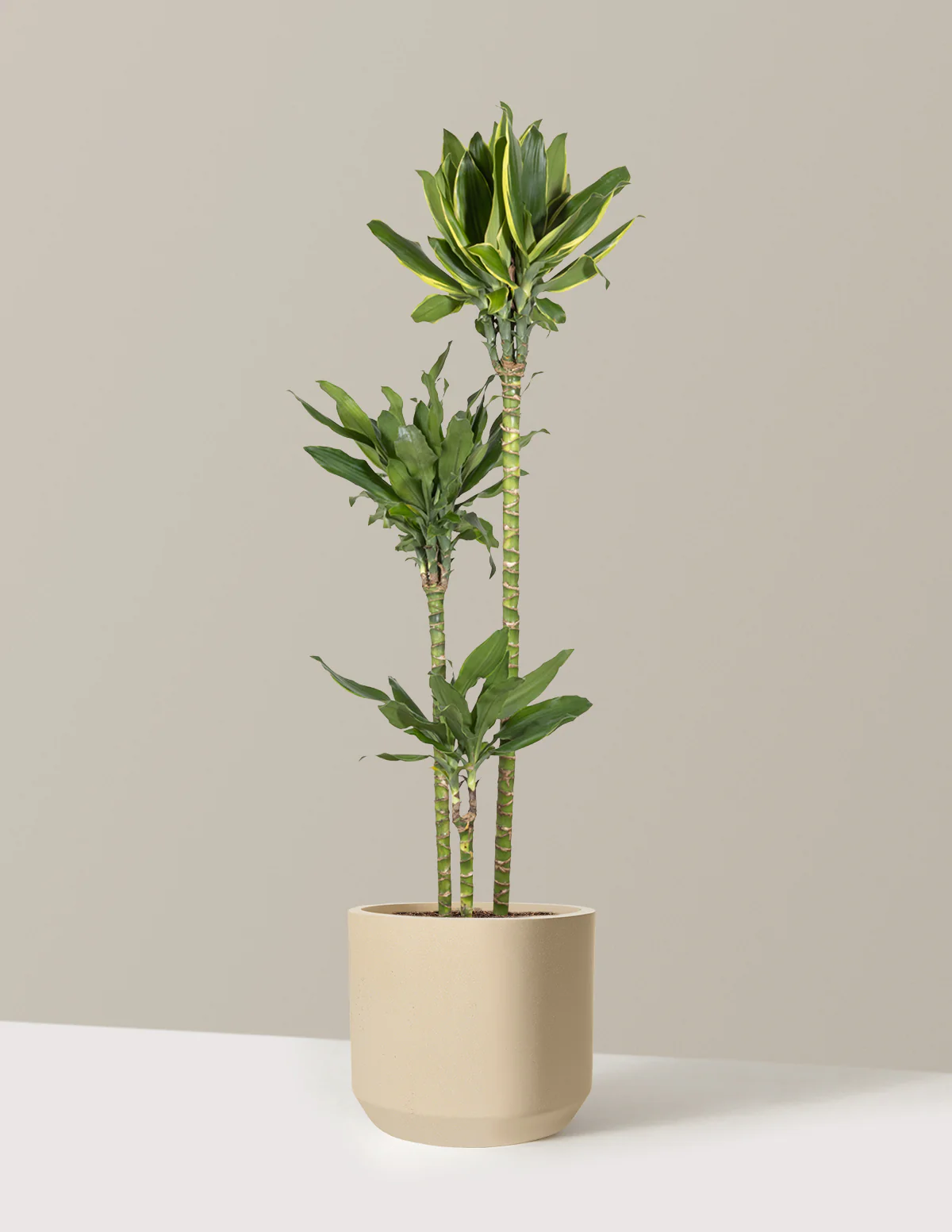 Dracaena Steudneri Gold Dream - Image 29