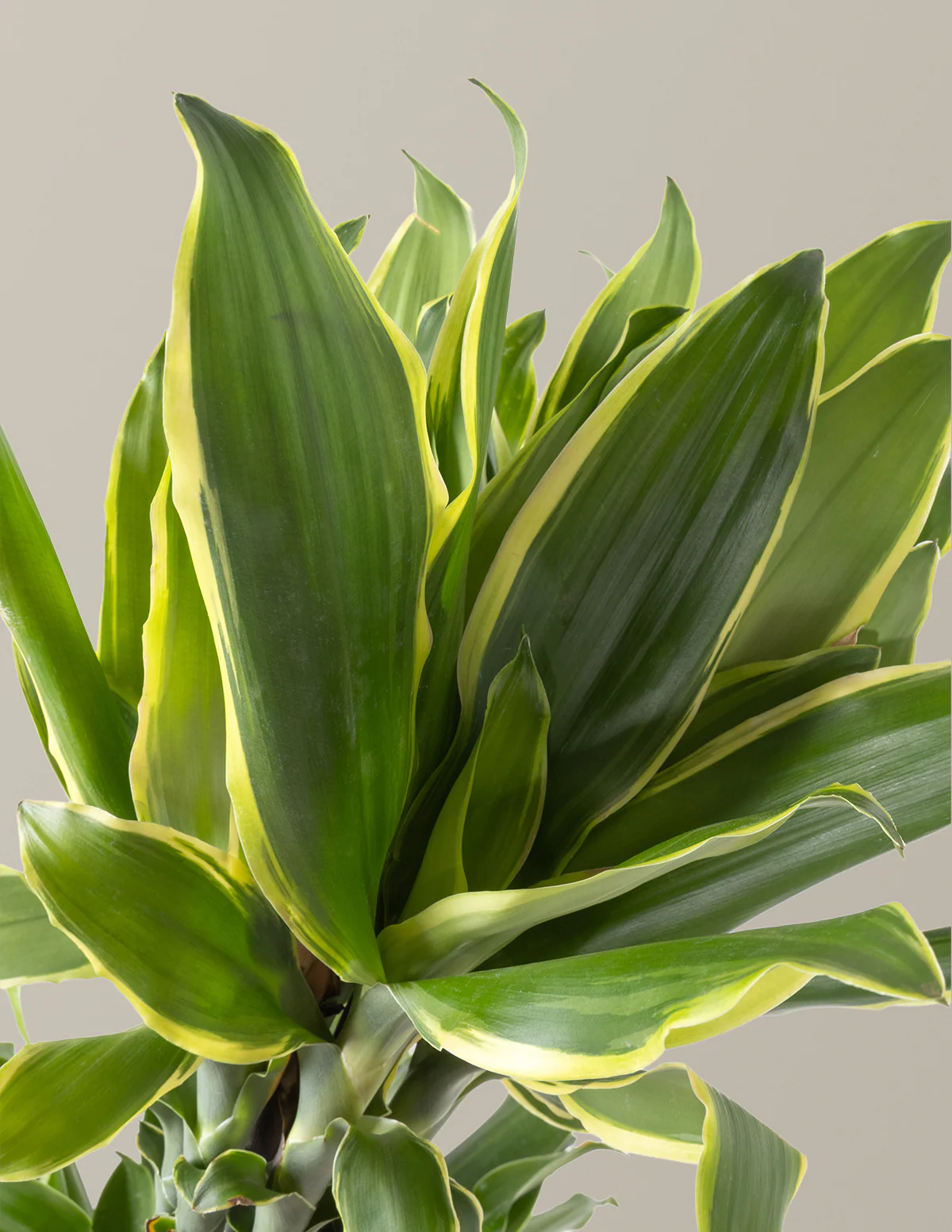 Dracaena Steudneri Gold Dream - Image 3