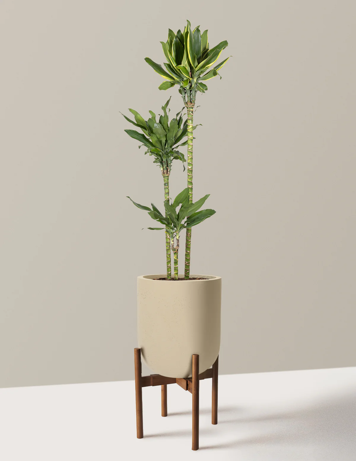 Dracaena Steudneri Gold Dream - Image 30