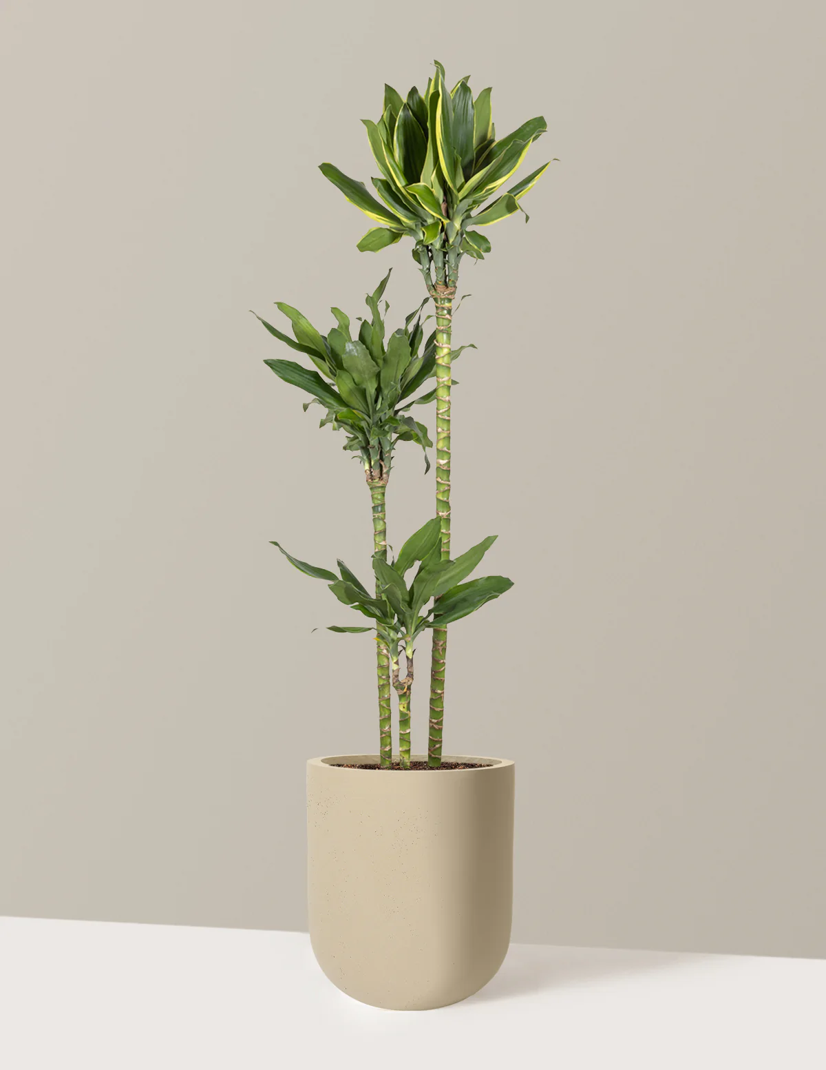 Dracaena Steudneri Gold Dream - Image 32