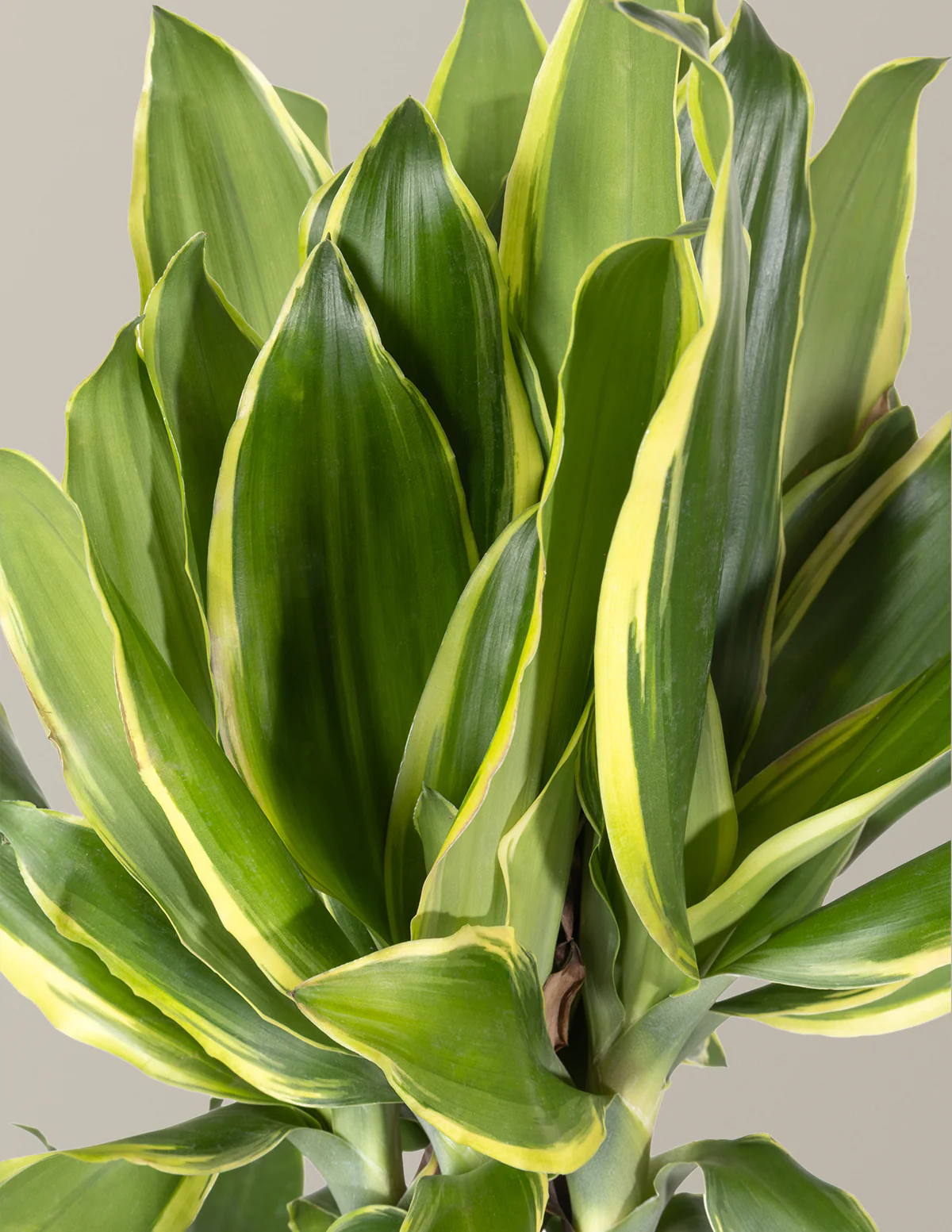 Dracaena Steudneri Gold Dream - Image 4