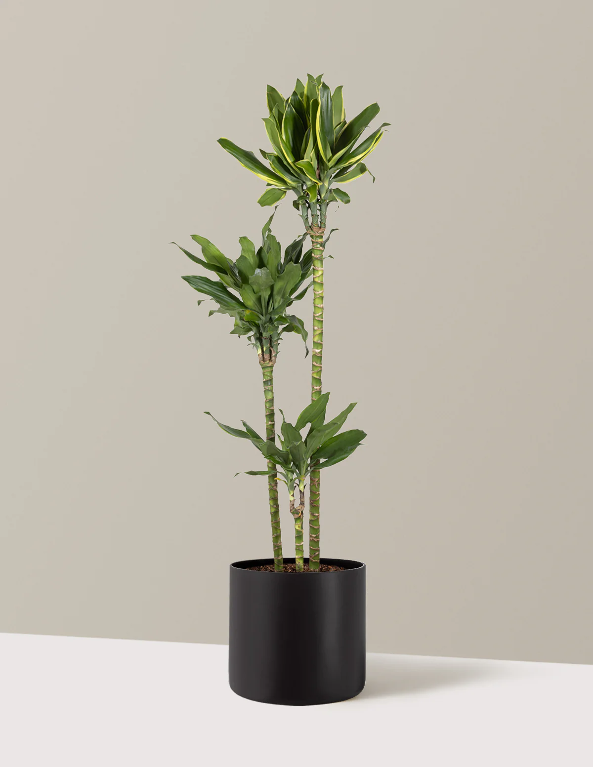 Dracaena Steudneri Gold Dream - Image 5
