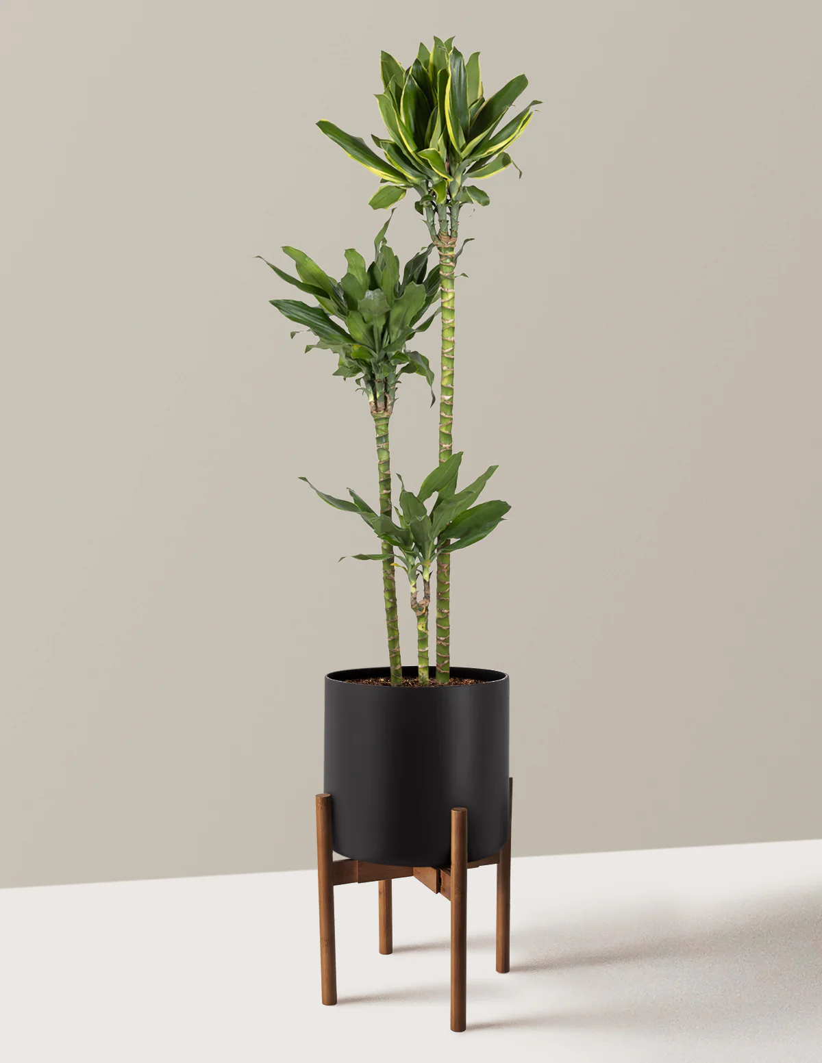 Dracaena Steudneri Gold Dream - Image 6