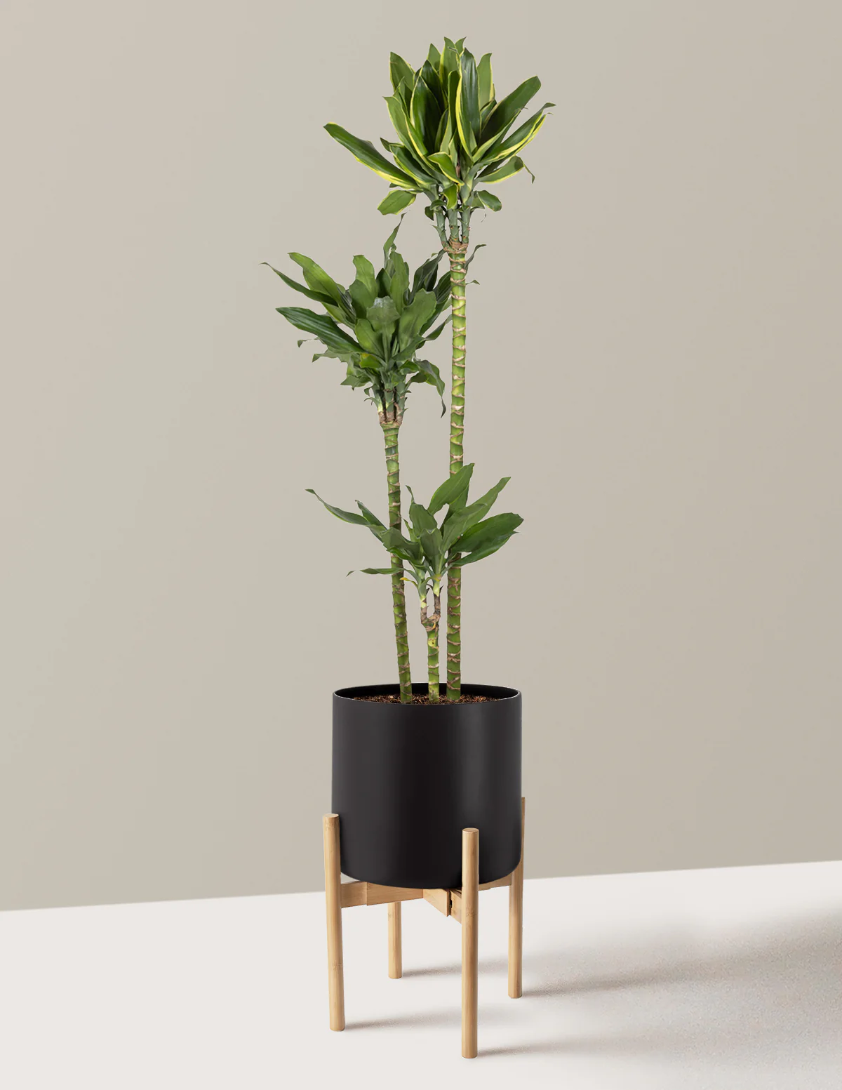 Dracaena Steudneri Gold Dream - Image 7