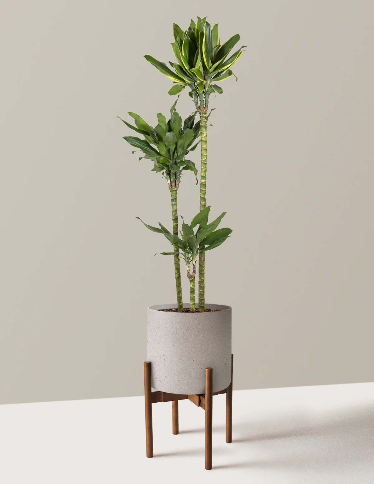 Dracaena Steudneri Gold Dream - Image 8