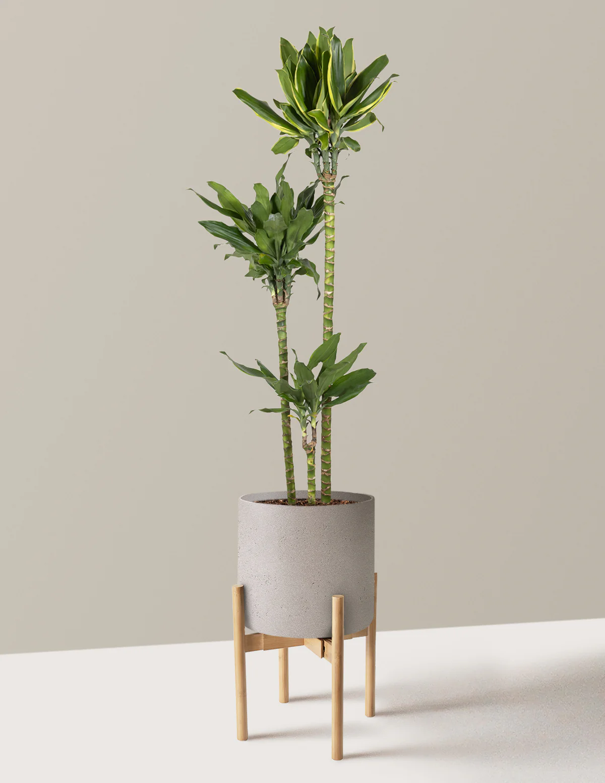 Dracaena Steudneri Gold Dream - Image 9