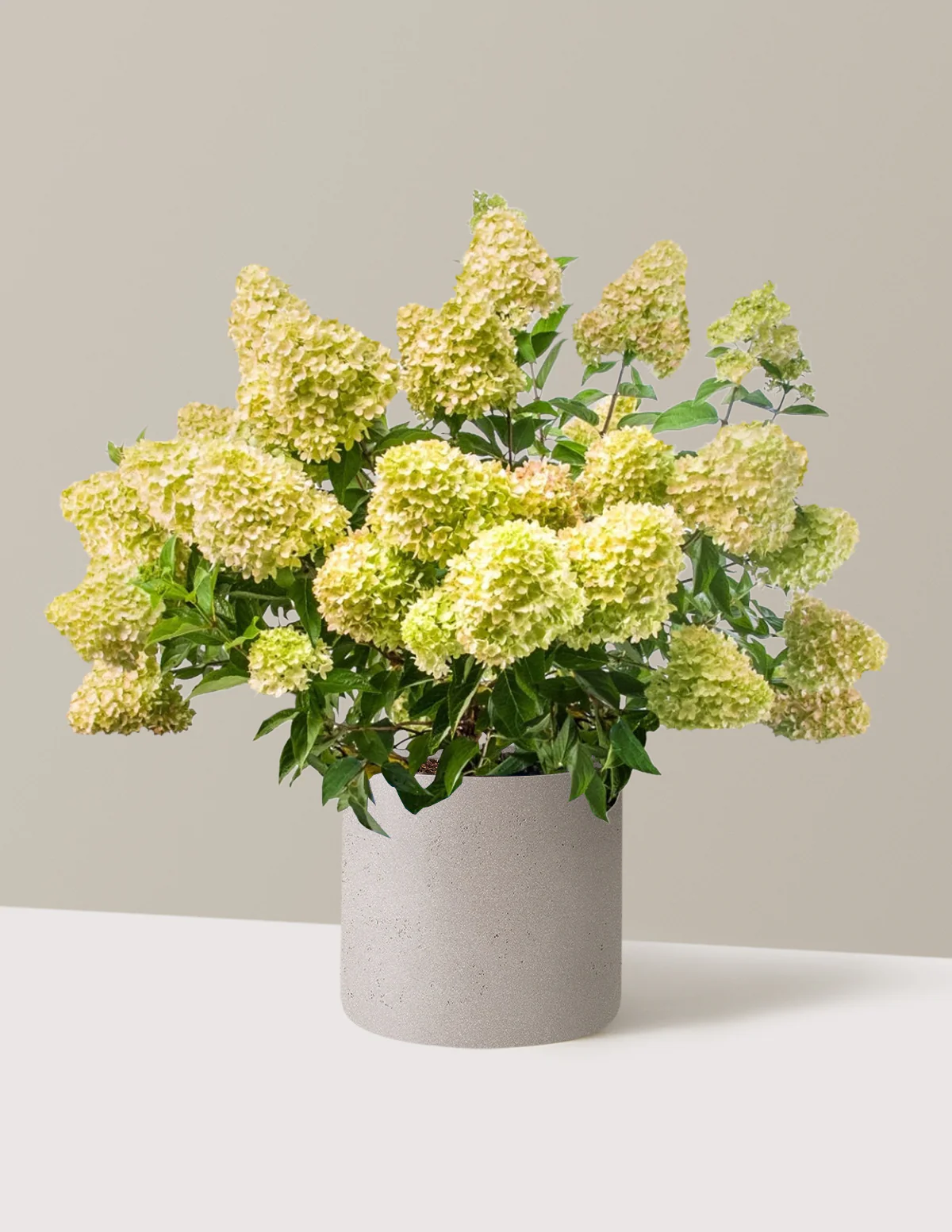Dragon Baby™ Hydrangea - Image 10