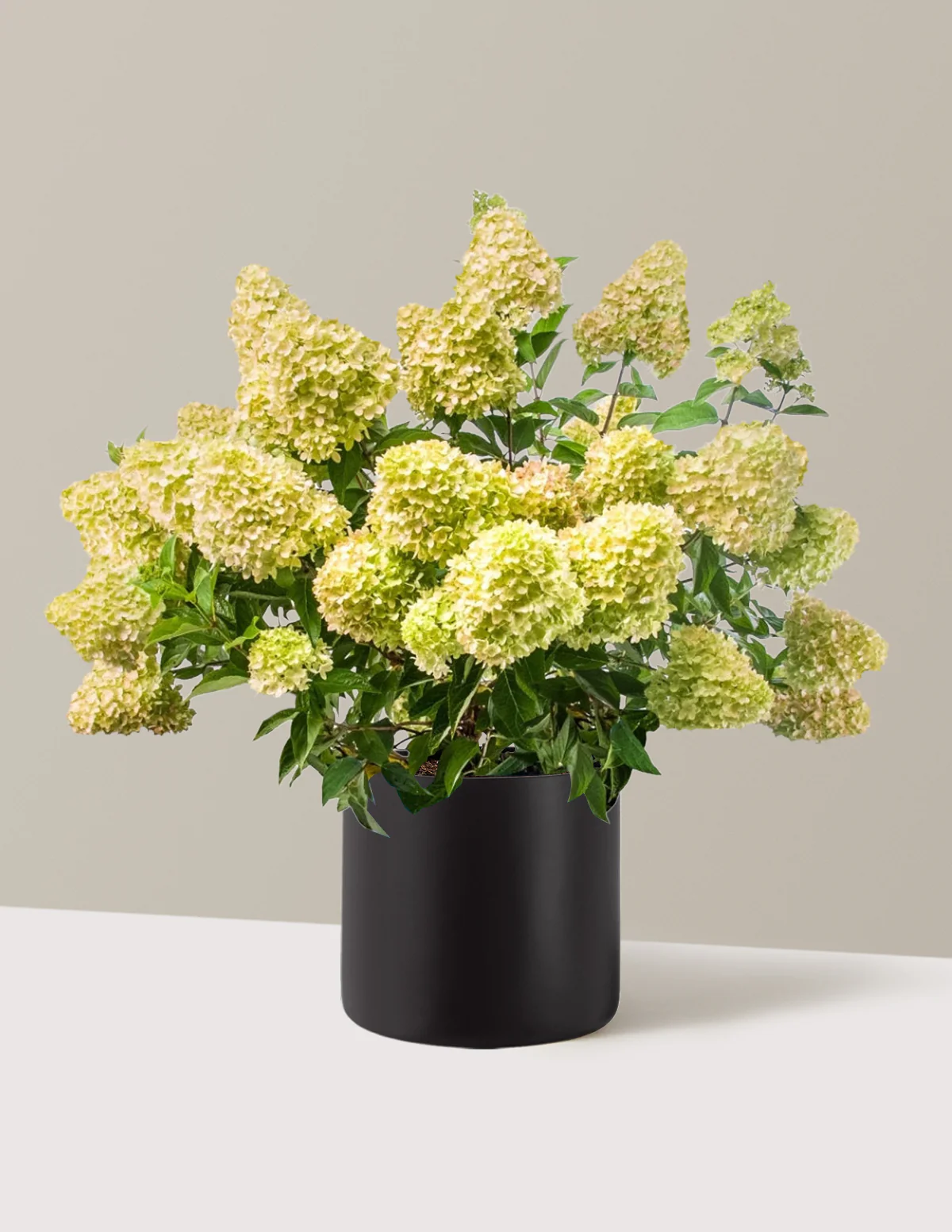 Dragon Baby™ Hydrangea - Image 11