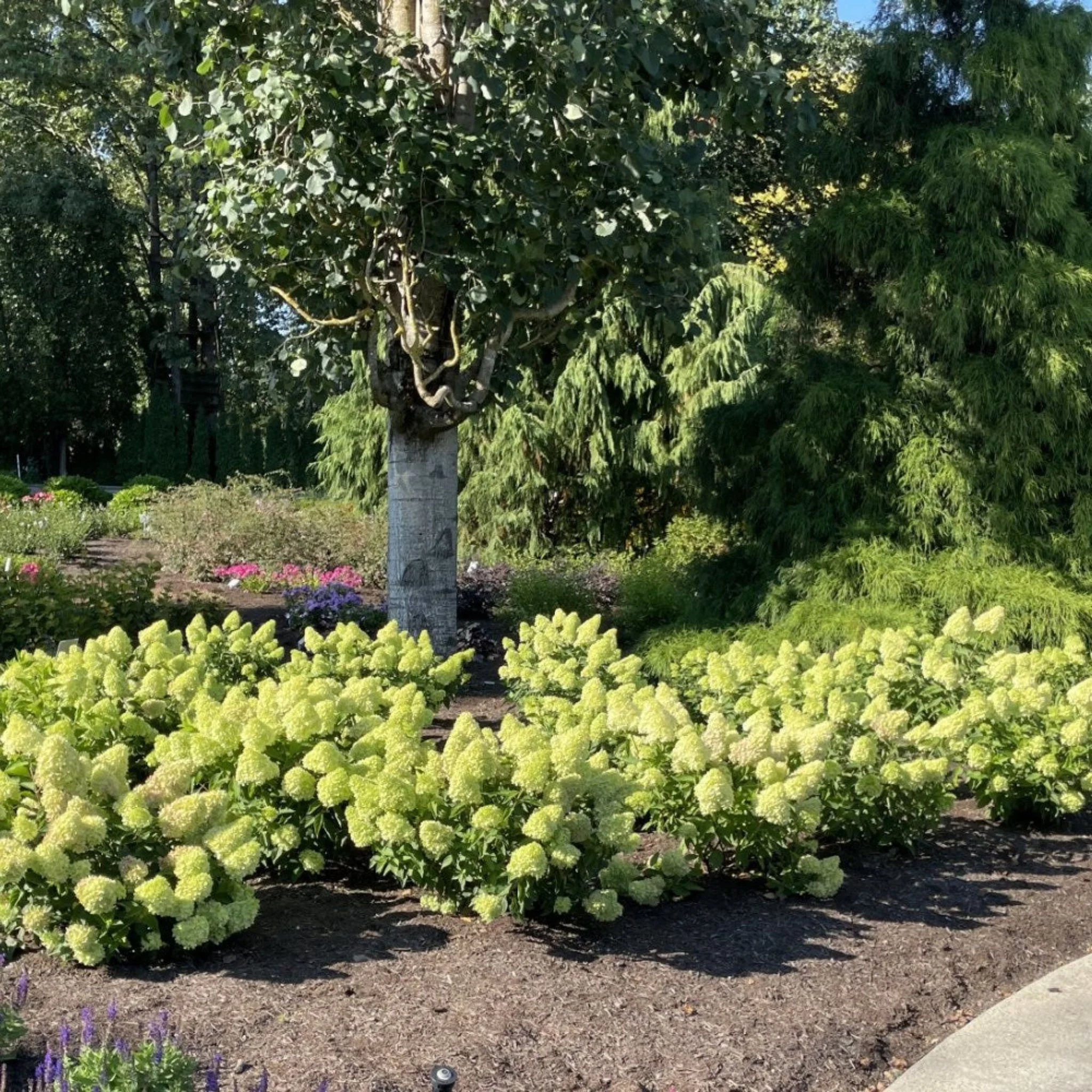Dragon Baby™ Hydrangea - Image 4