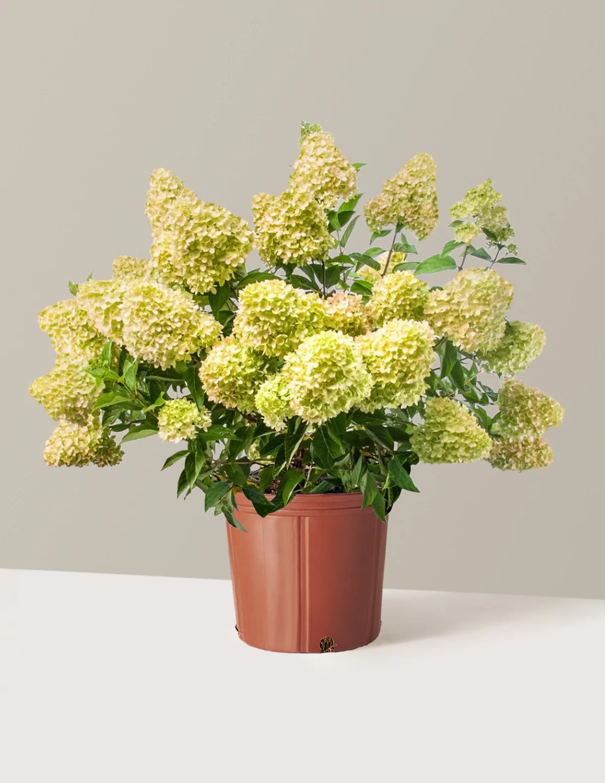 Dragon Baby™ Hydrangea - Image 7