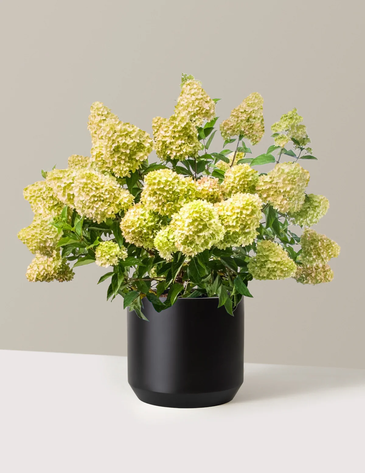 Dragon Baby™ Hydrangea - Image 8