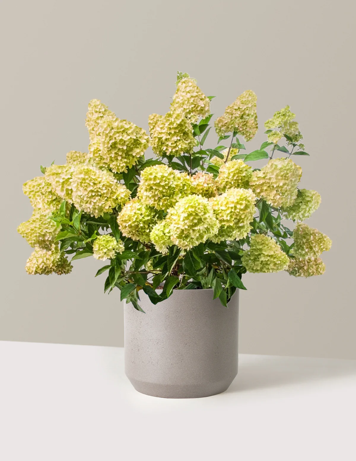 Dragon Baby™ Hydrangea - Image 9