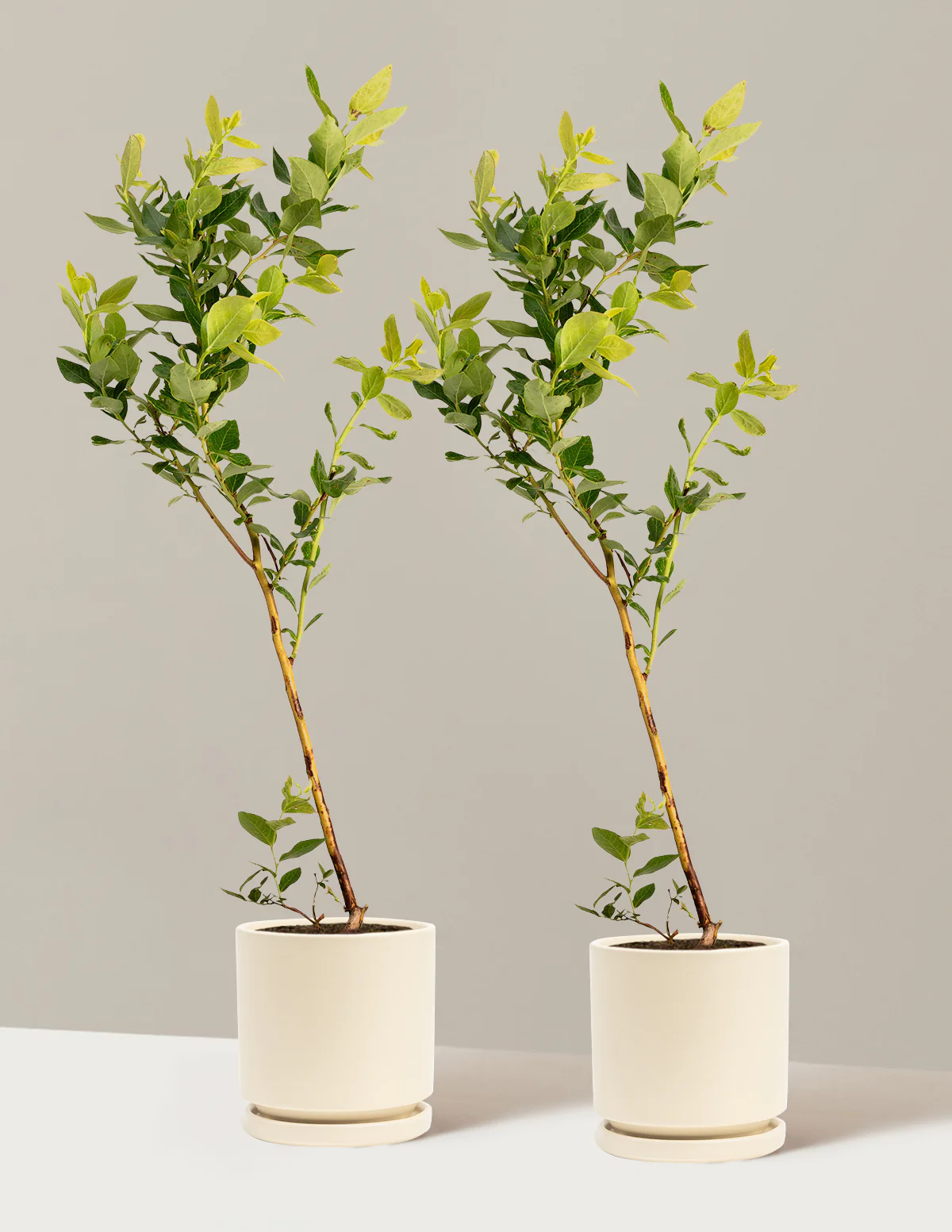Duke Blueberry - Image 10