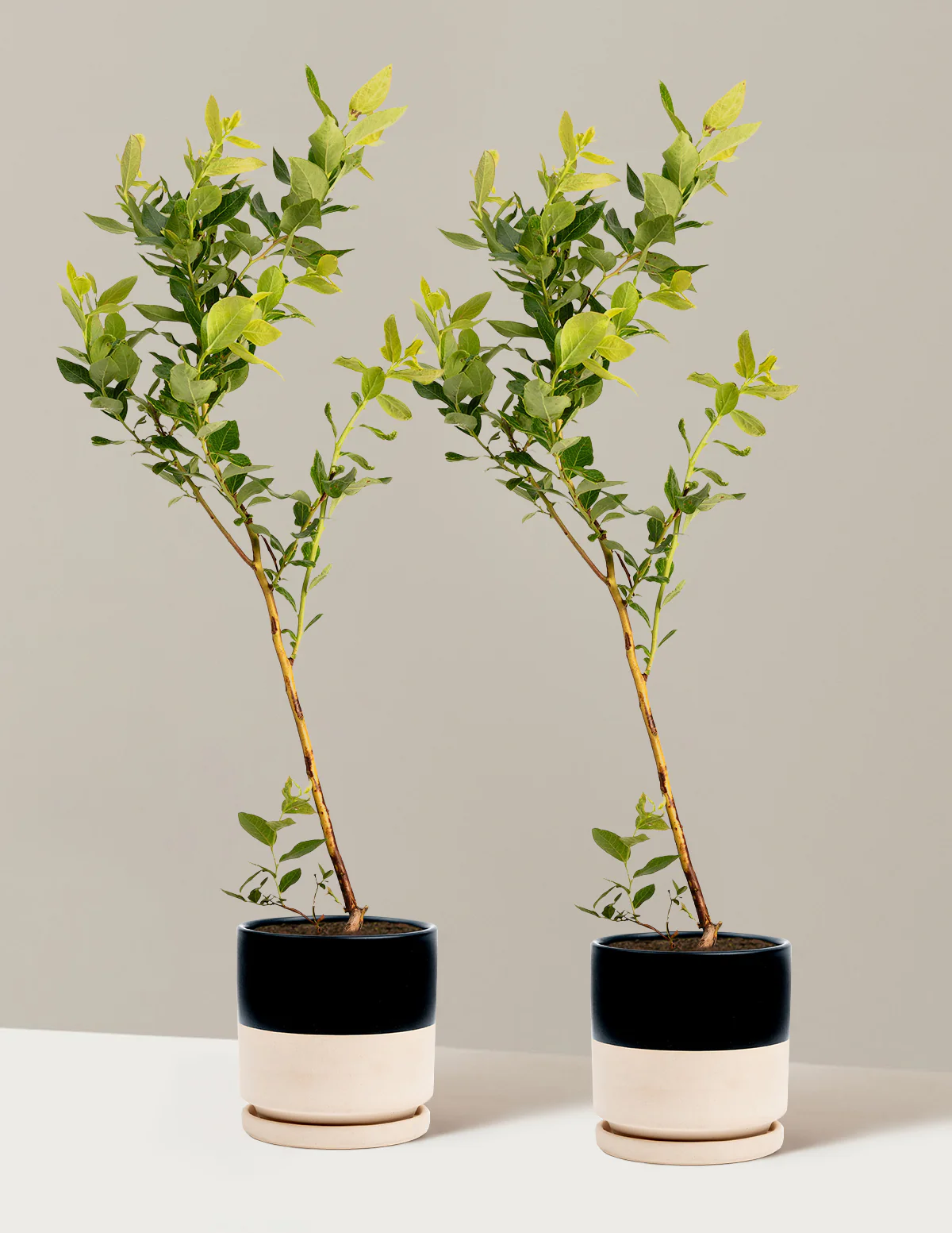 Duke Blueberry - Image 11