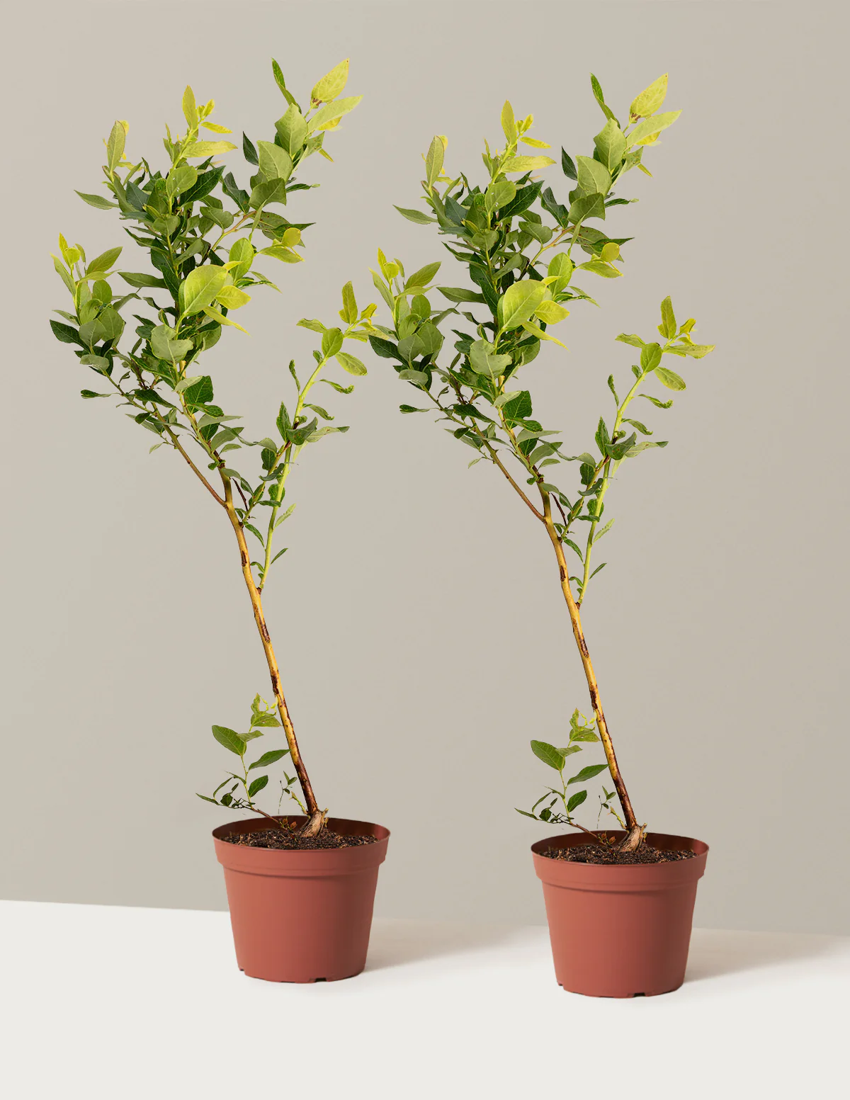 Duke Blueberry - Image 13