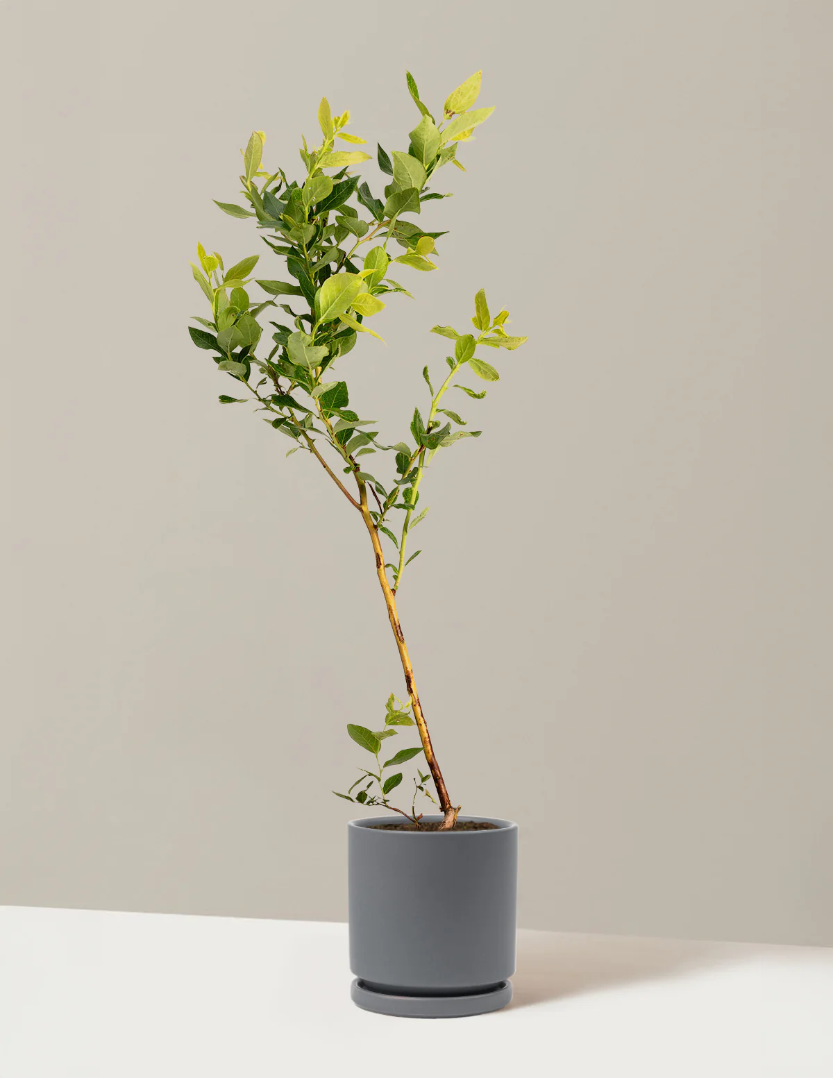 Duke Blueberry - Image 14