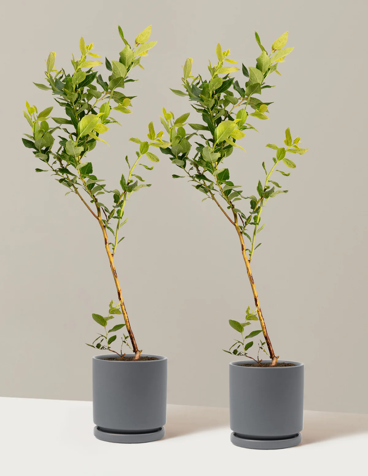 Duke Blueberry - Image 15