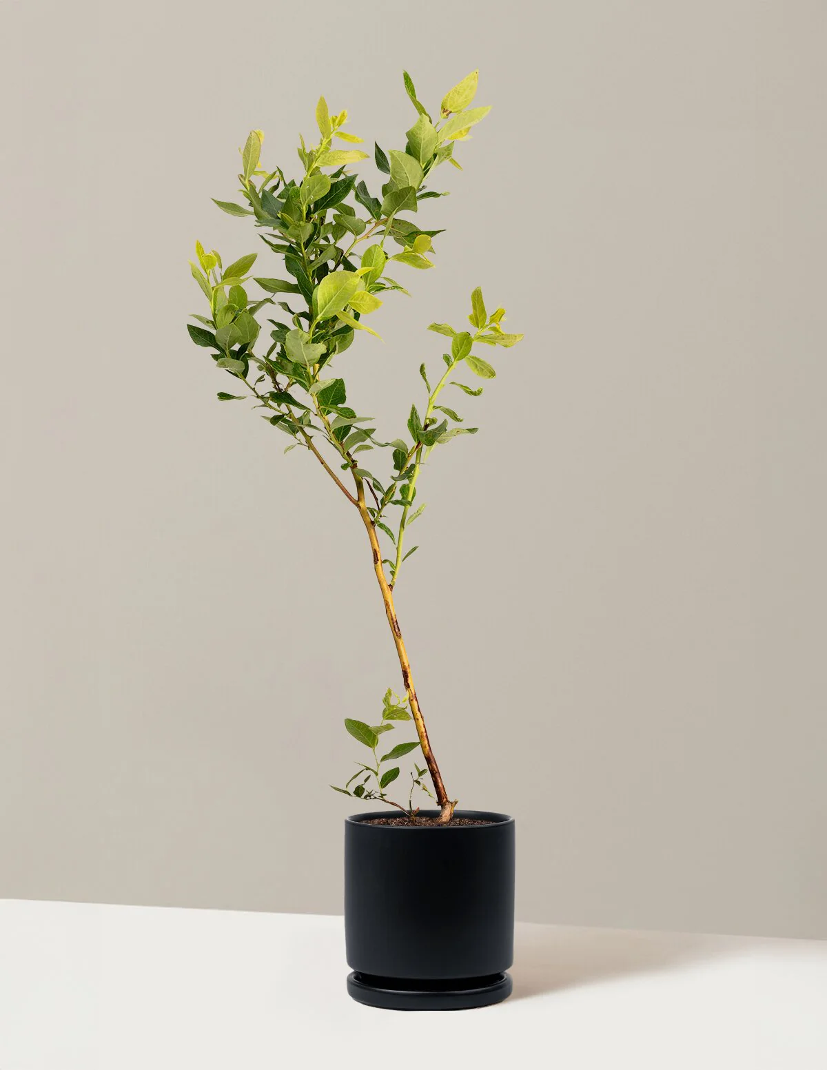 Duke Blueberry - Image 16