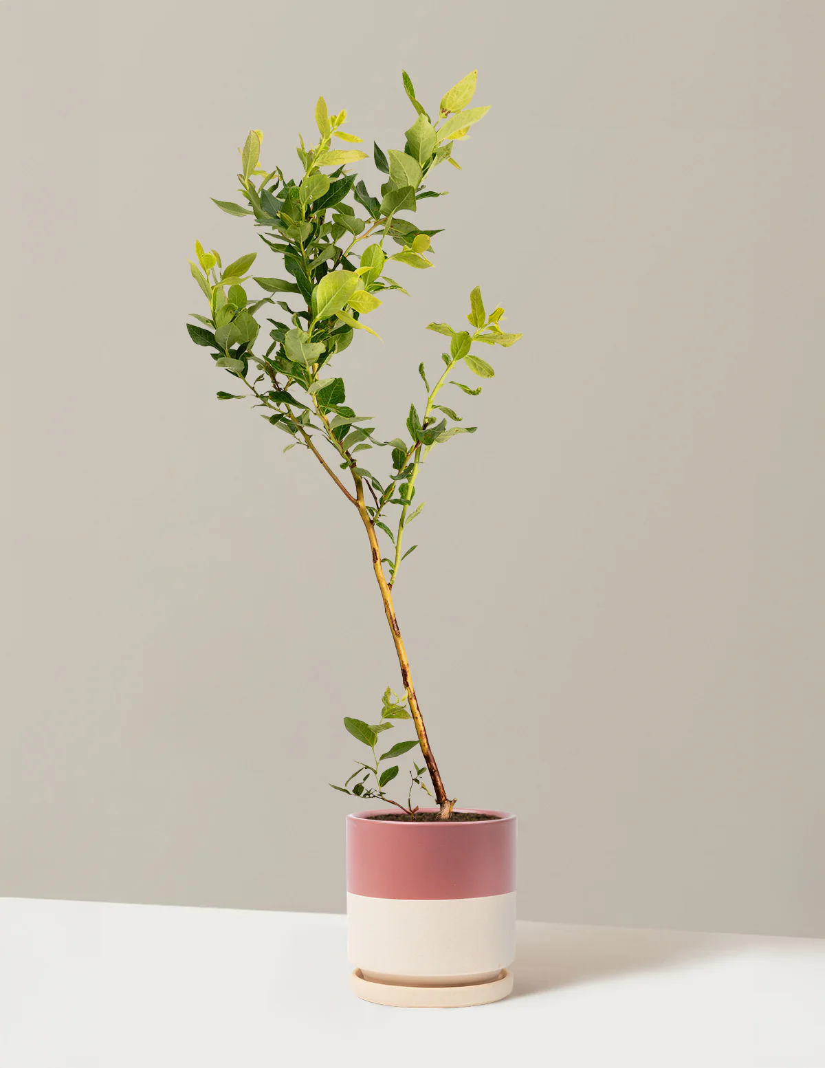 Duke Blueberry - Image 17