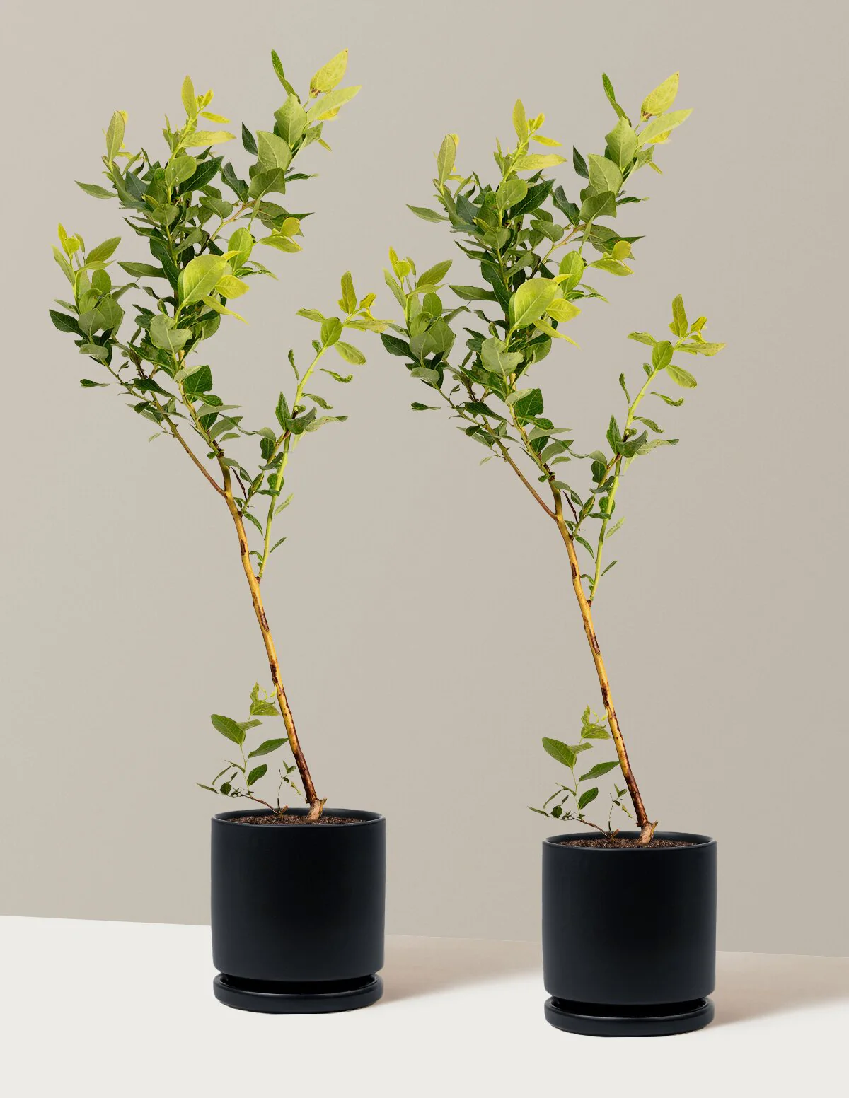 Duke Blueberry - Image 18