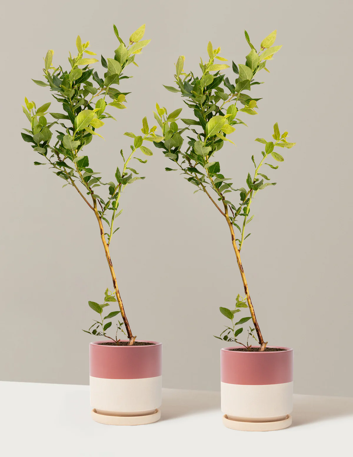 Duke Blueberry - Image 19