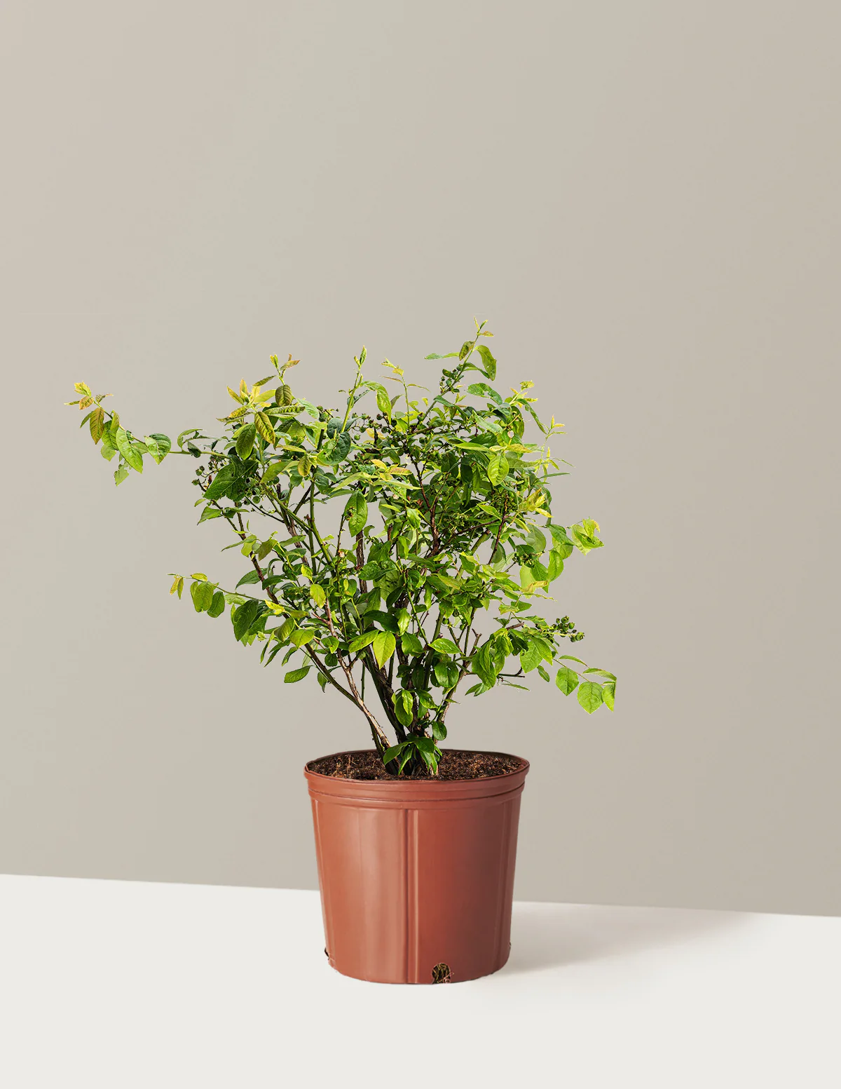 Duke Blueberry - Image 3