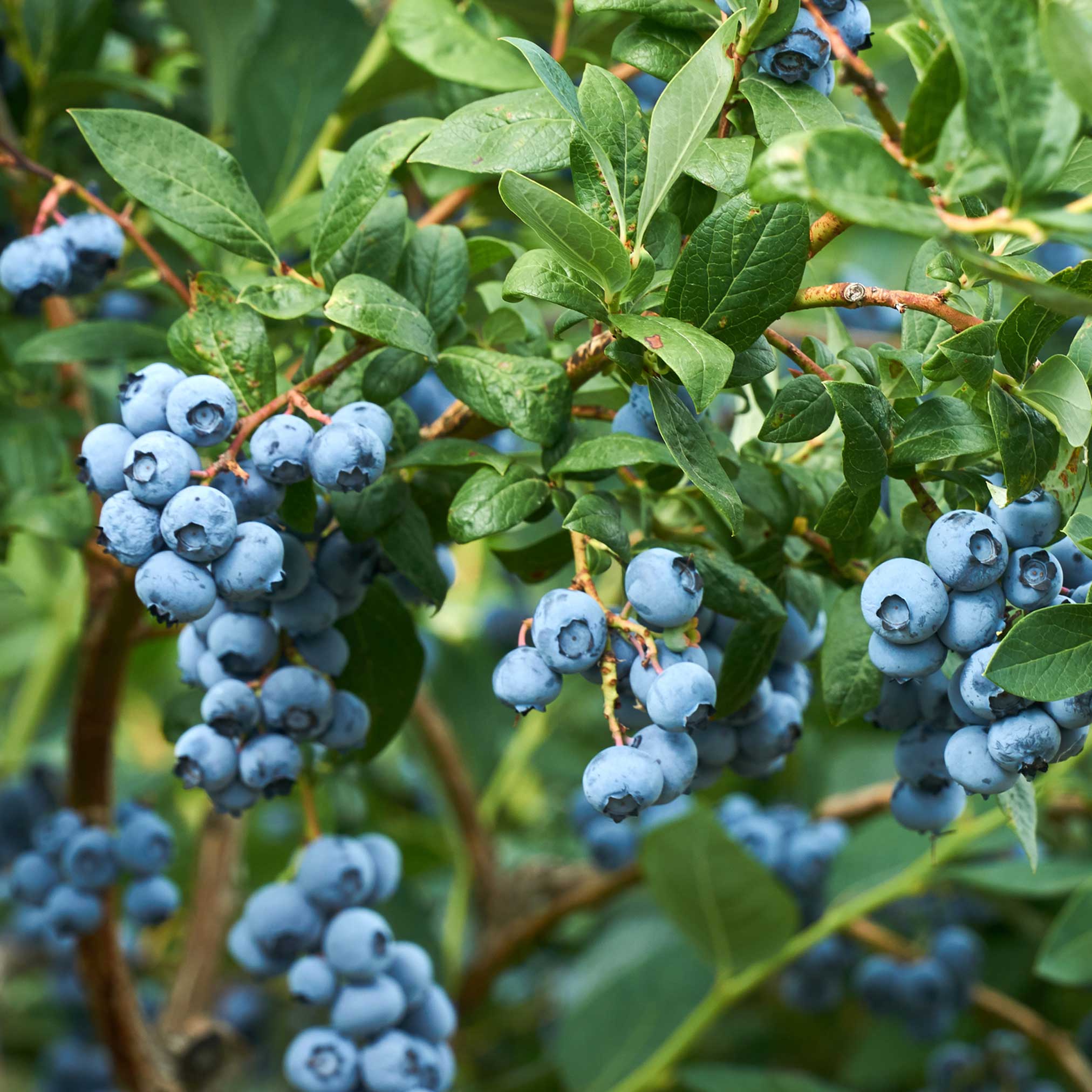 Duke Blueberry - Image 4
