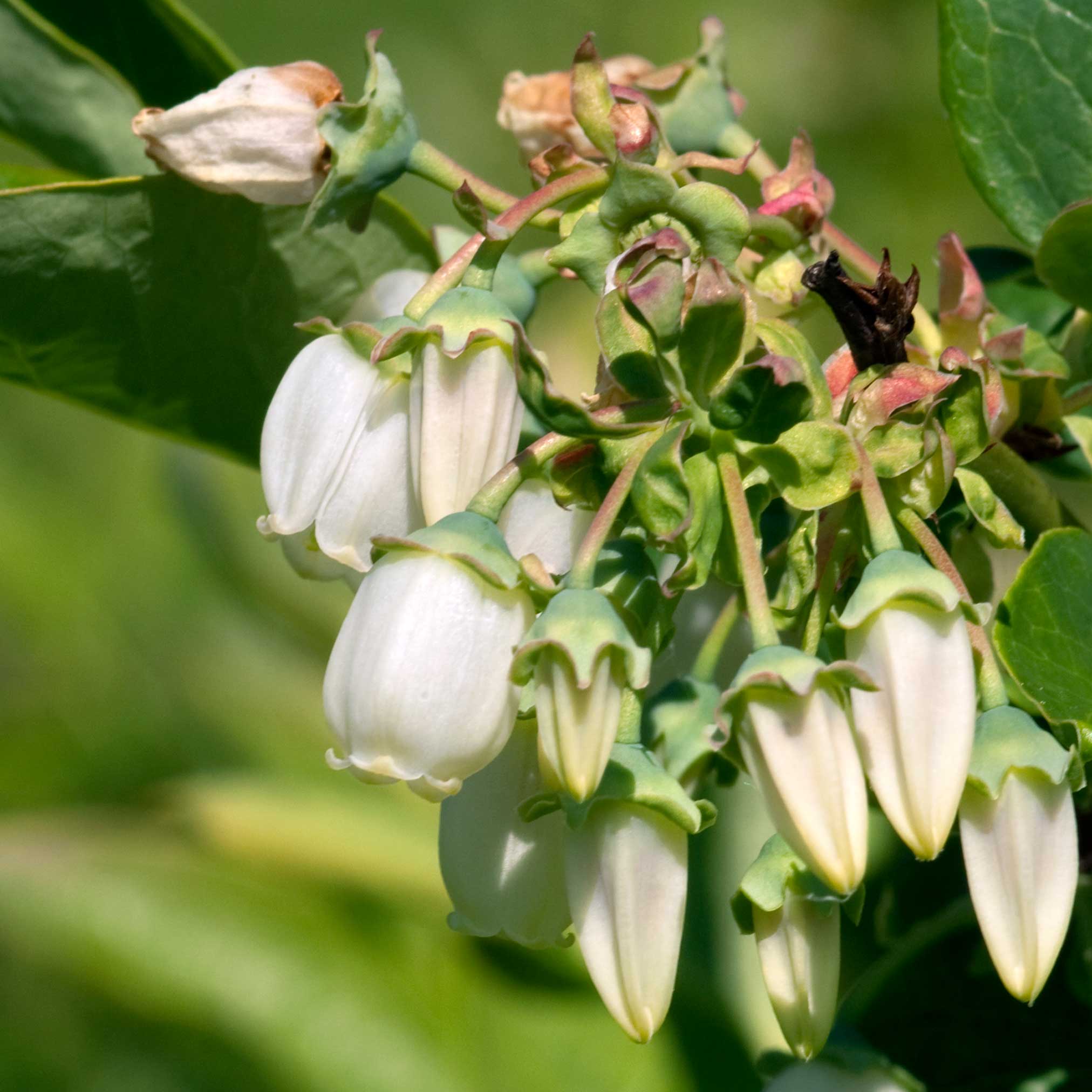 Duke Blueberry - Image 5