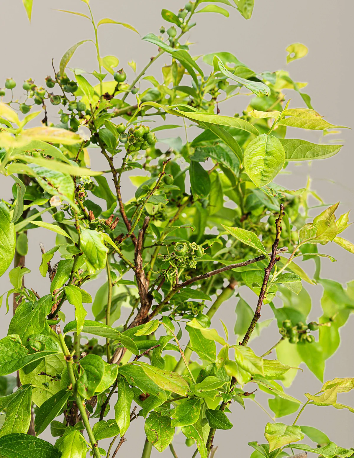 Duke Blueberry - Image 6