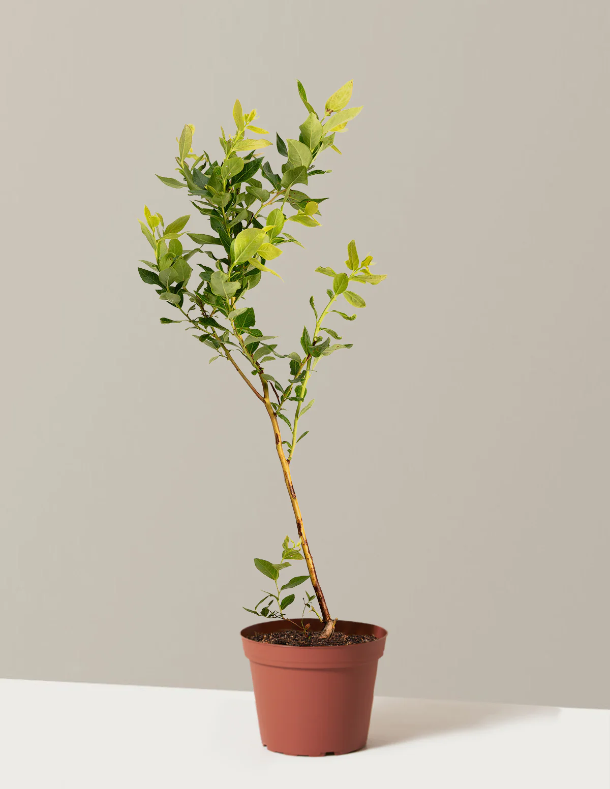 Duke Blueberry - Image 7