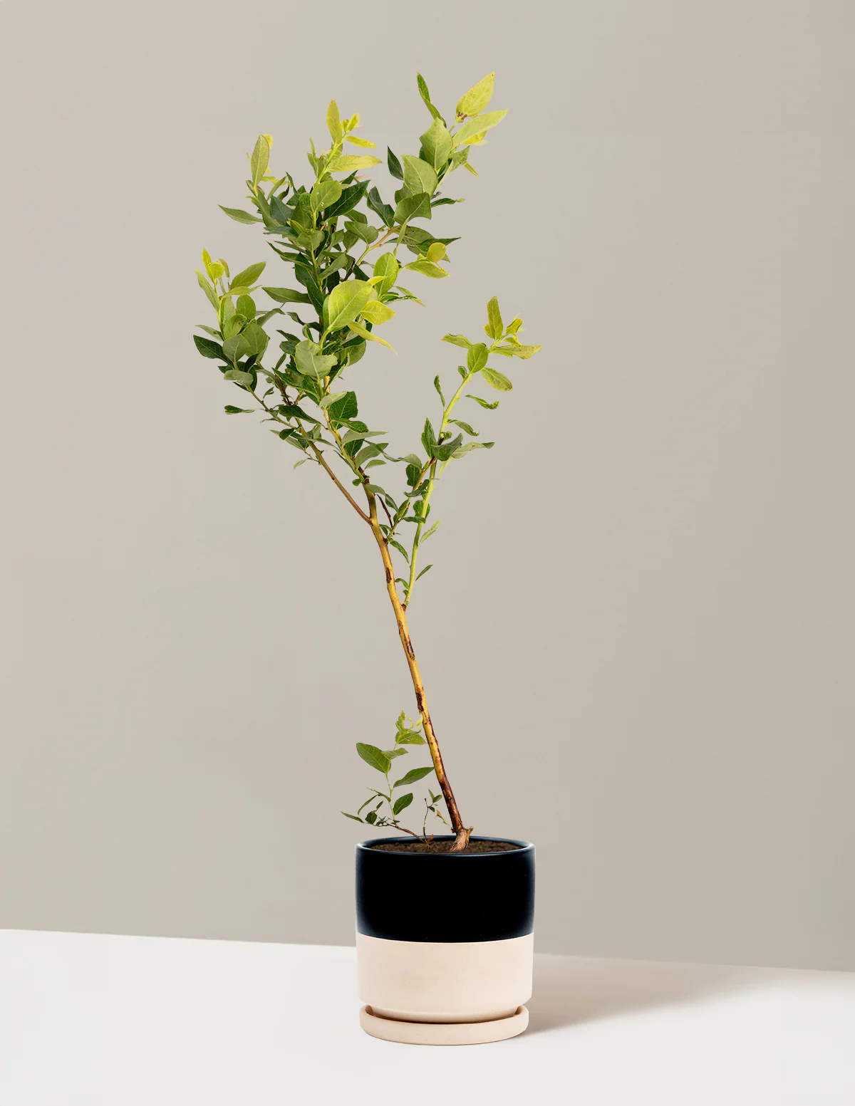 Duke Blueberry - Image 8