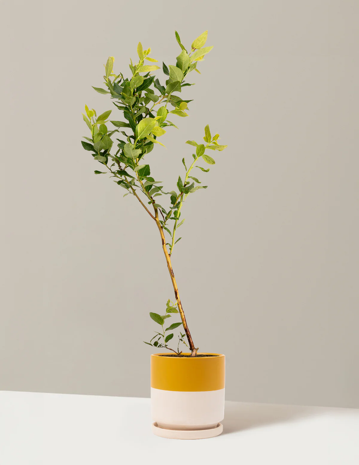 Duke Blueberry - Image 9