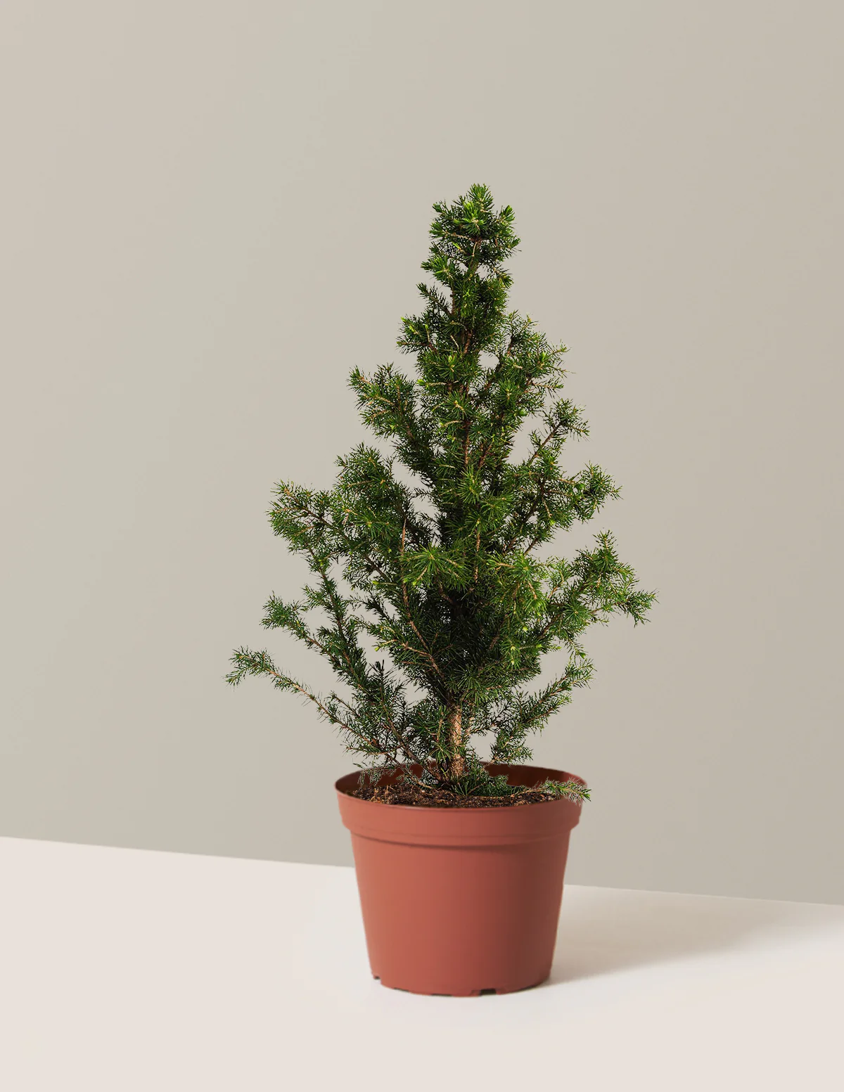Dwarf Alberta Spruce - Image 3