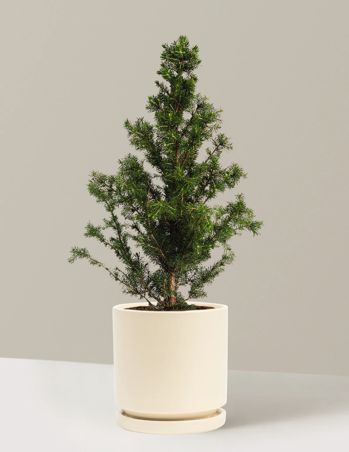 Dwarf Alberta Spruce - Image 5