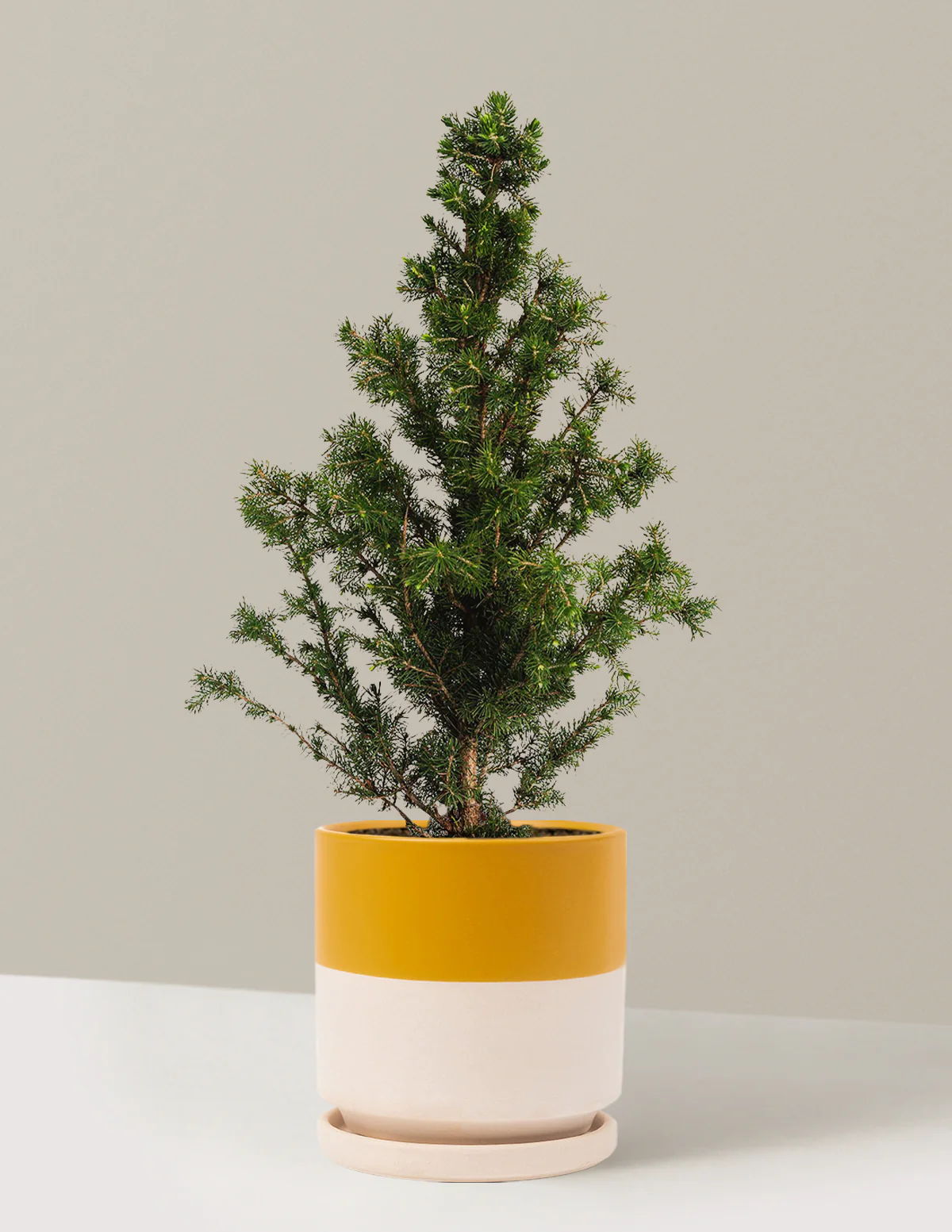 Dwarf Alberta Spruce - Image 6
