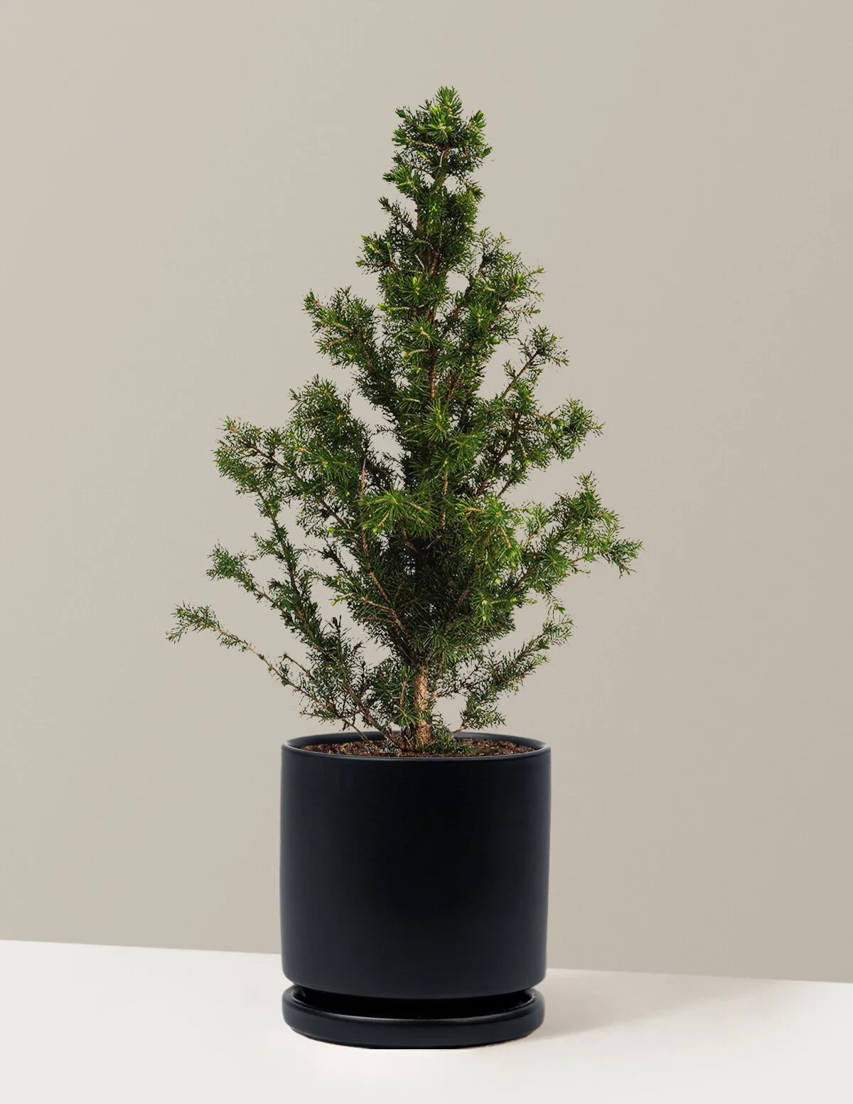 Dwarf Alberta Spruce - Image 7