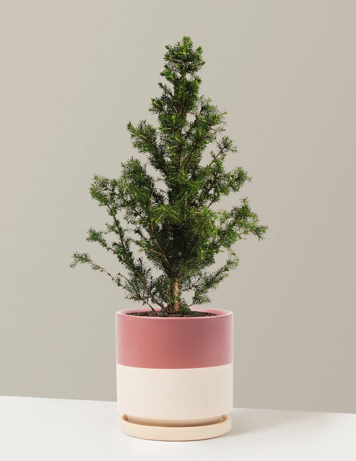 Dwarf Alberta Spruce - Image 8