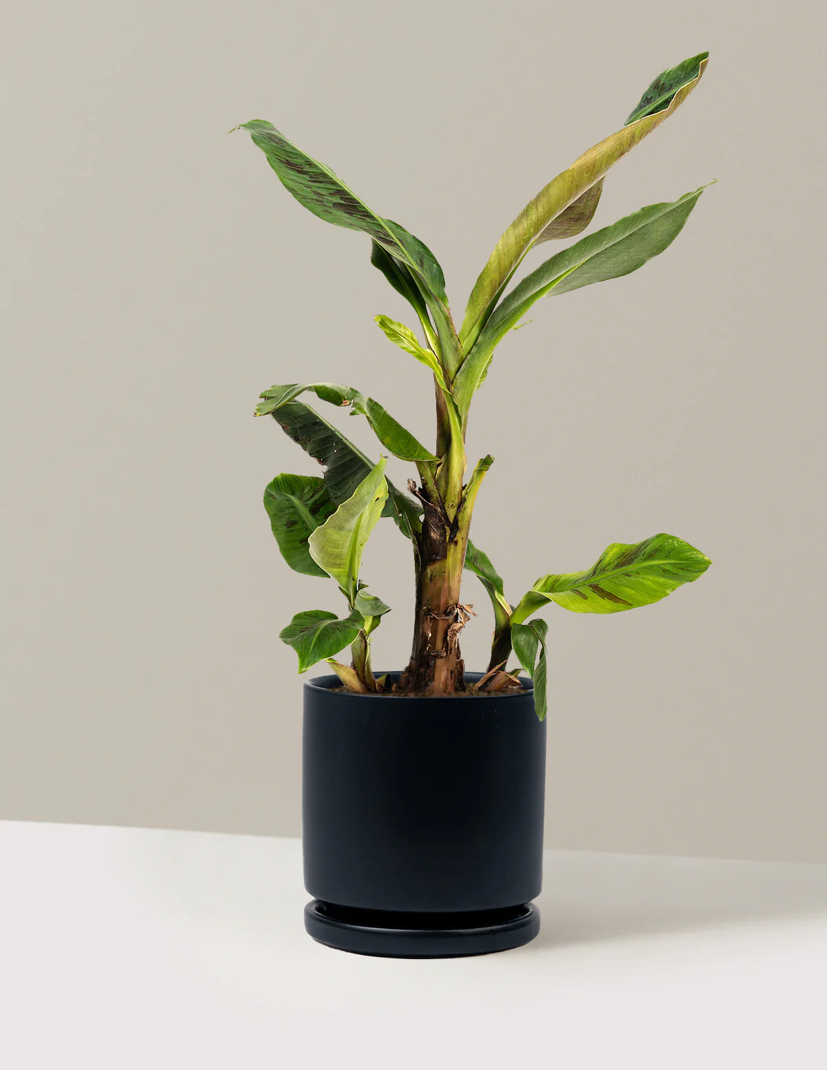 Dwarf Cavendish Banana Tree - Image 10
