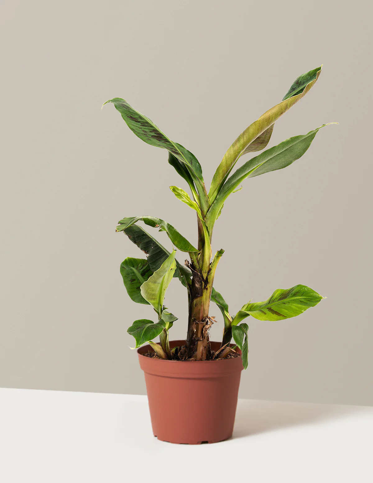 Dwarf Cavendish Banana Tree - Image 3