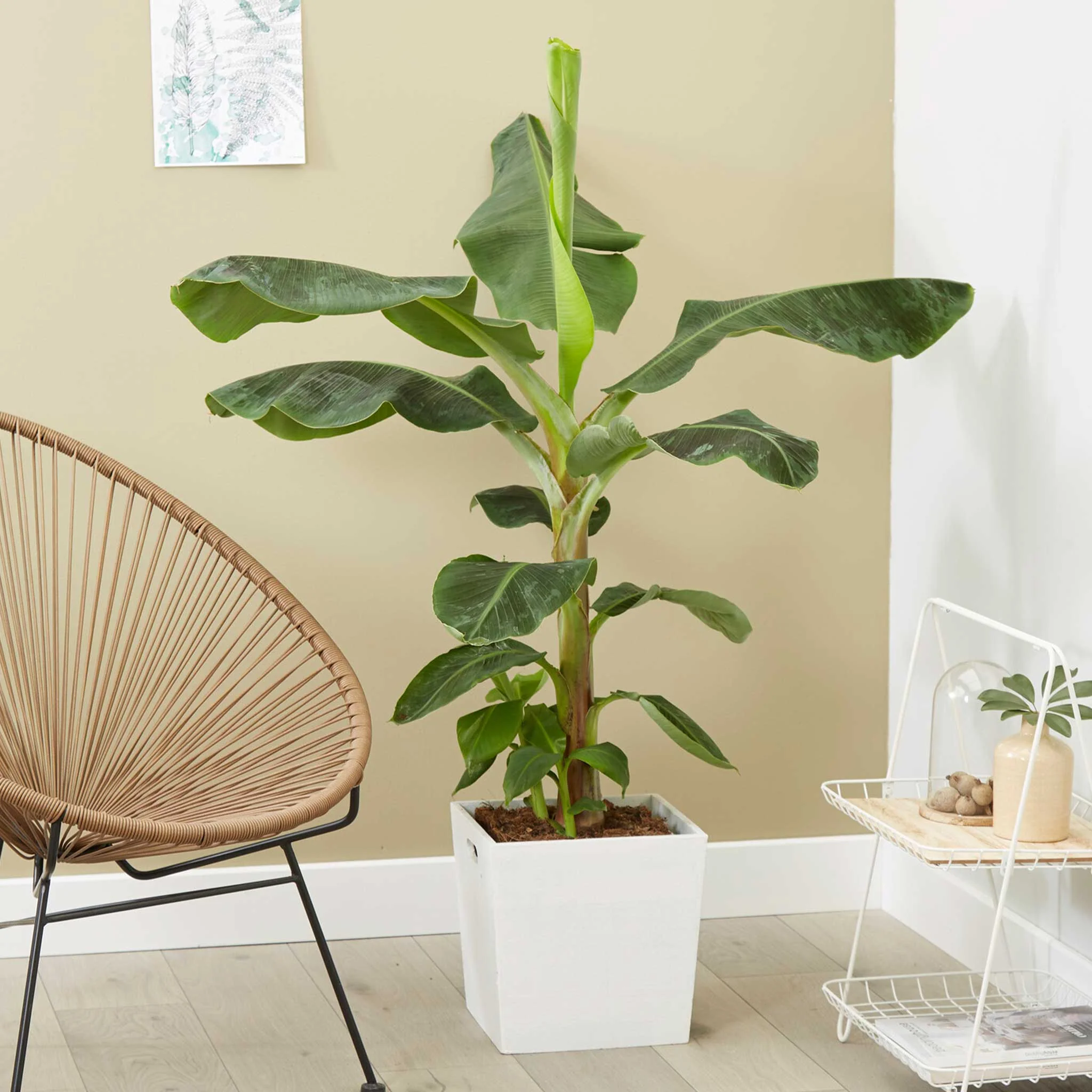 Dwarf Cavendish Banana Tree - Image 4