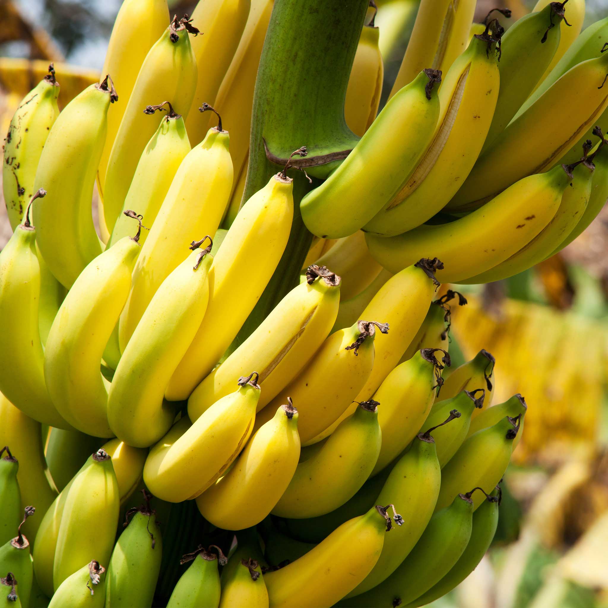 Dwarf Cavendish Banana Tree - Image 5