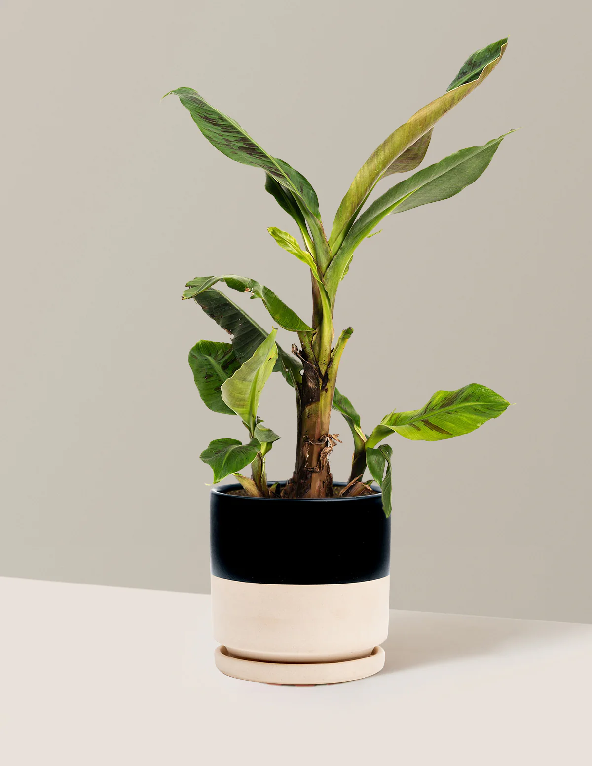 Dwarf Cavendish Banana Tree - Image 6
