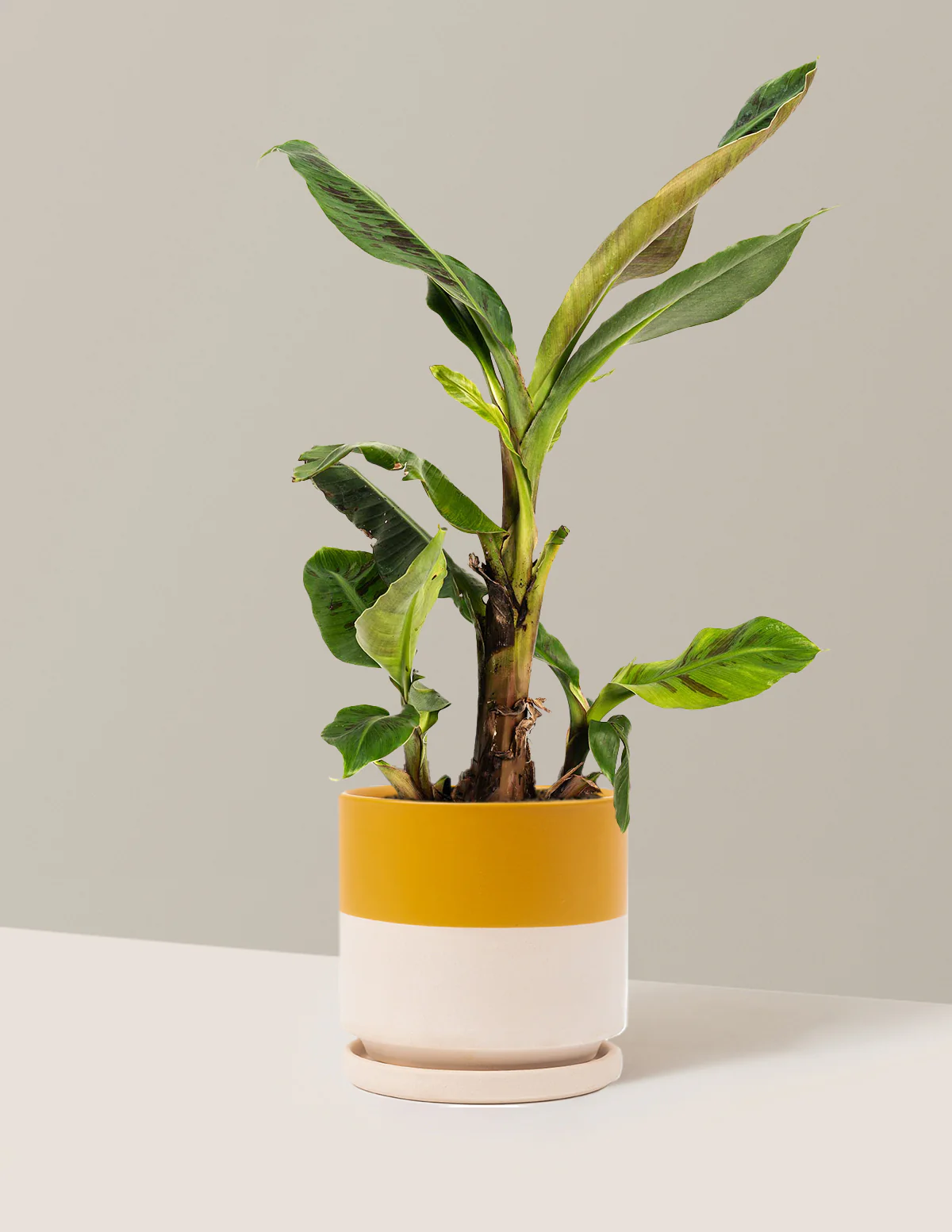 Dwarf Cavendish Banana Tree - Image 7