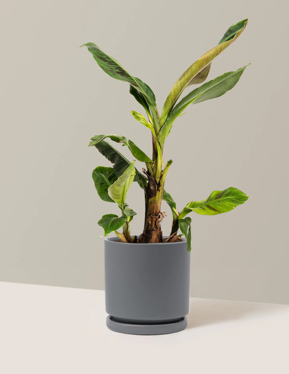 Dwarf Cavendish Banana Tree - Image 8