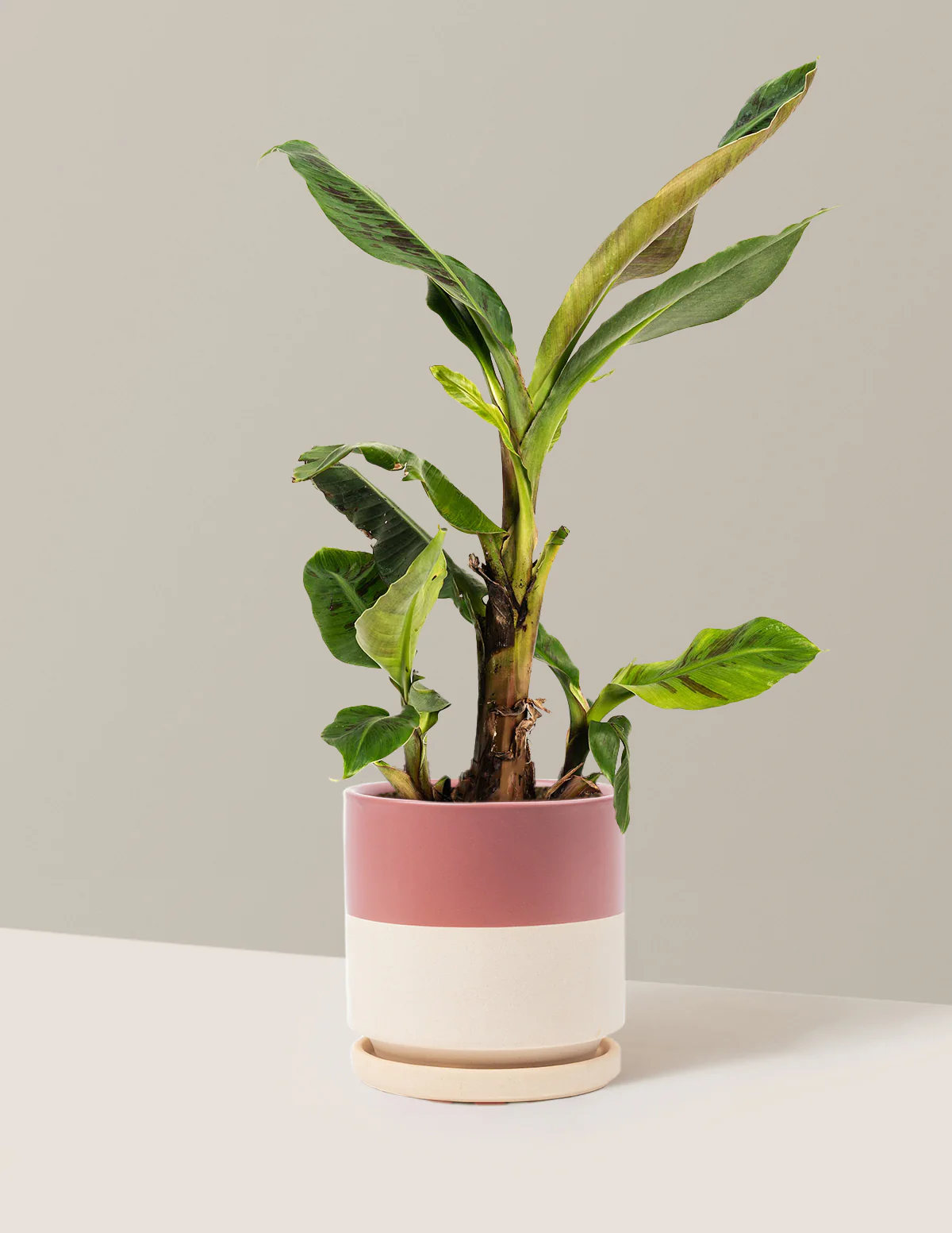 Dwarf Cavendish Banana Tree - Image 9