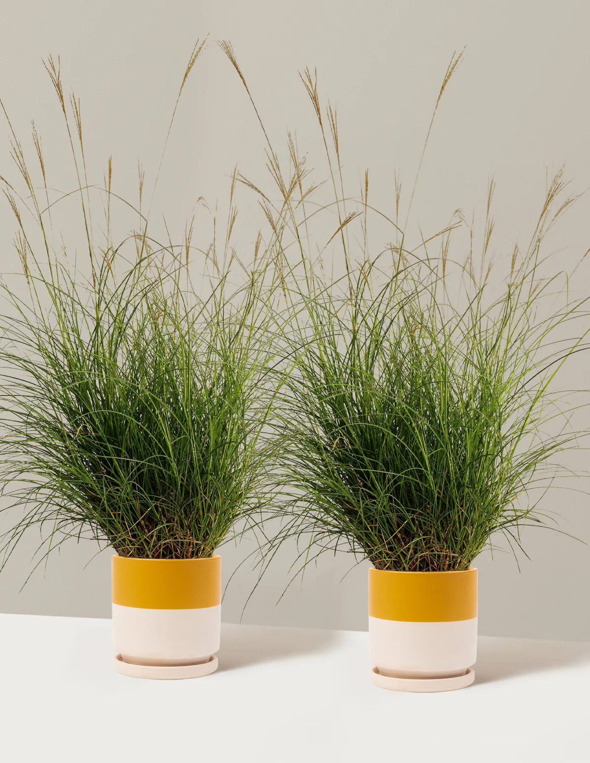 Dwarf Maiden Grass - Image 10