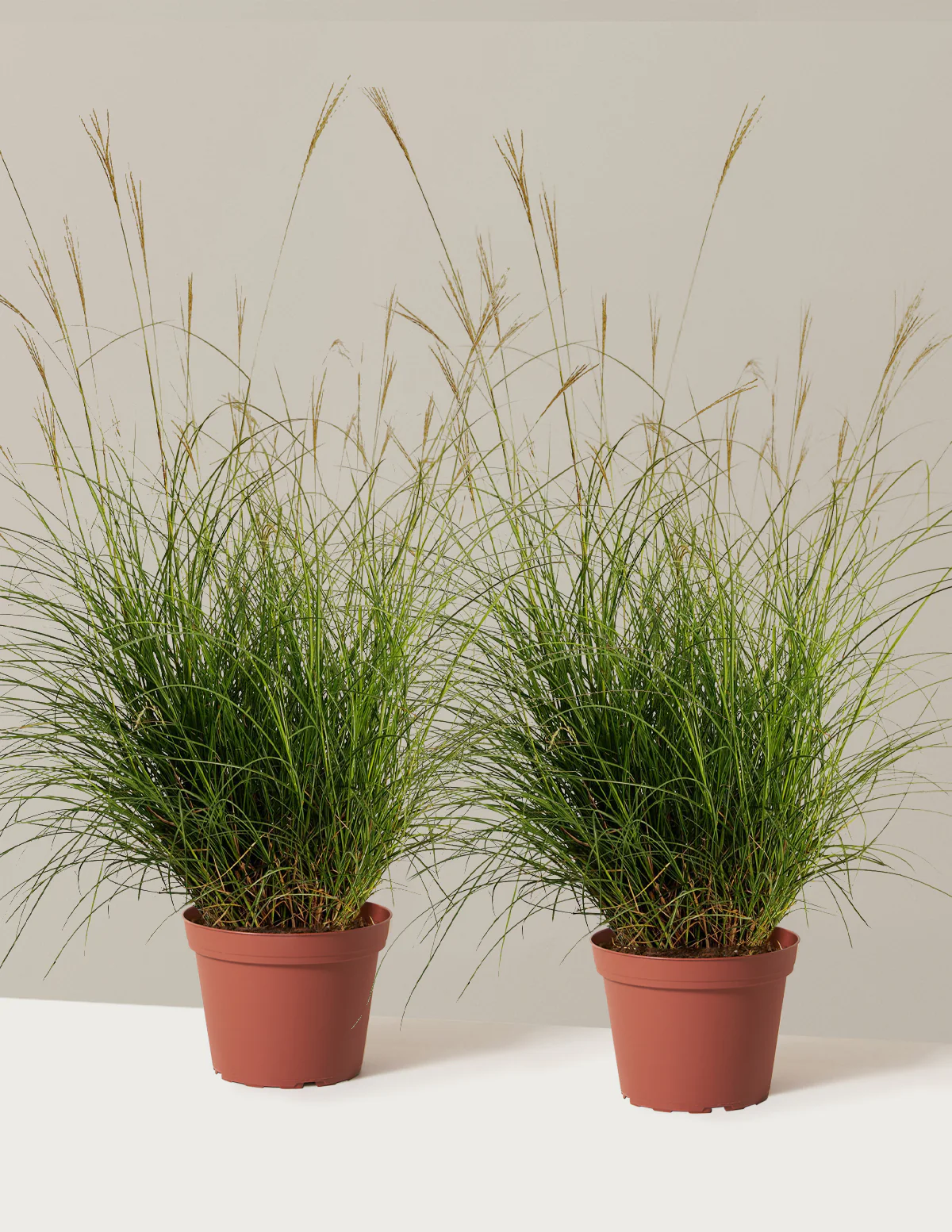Dwarf Maiden Grass - Image 11