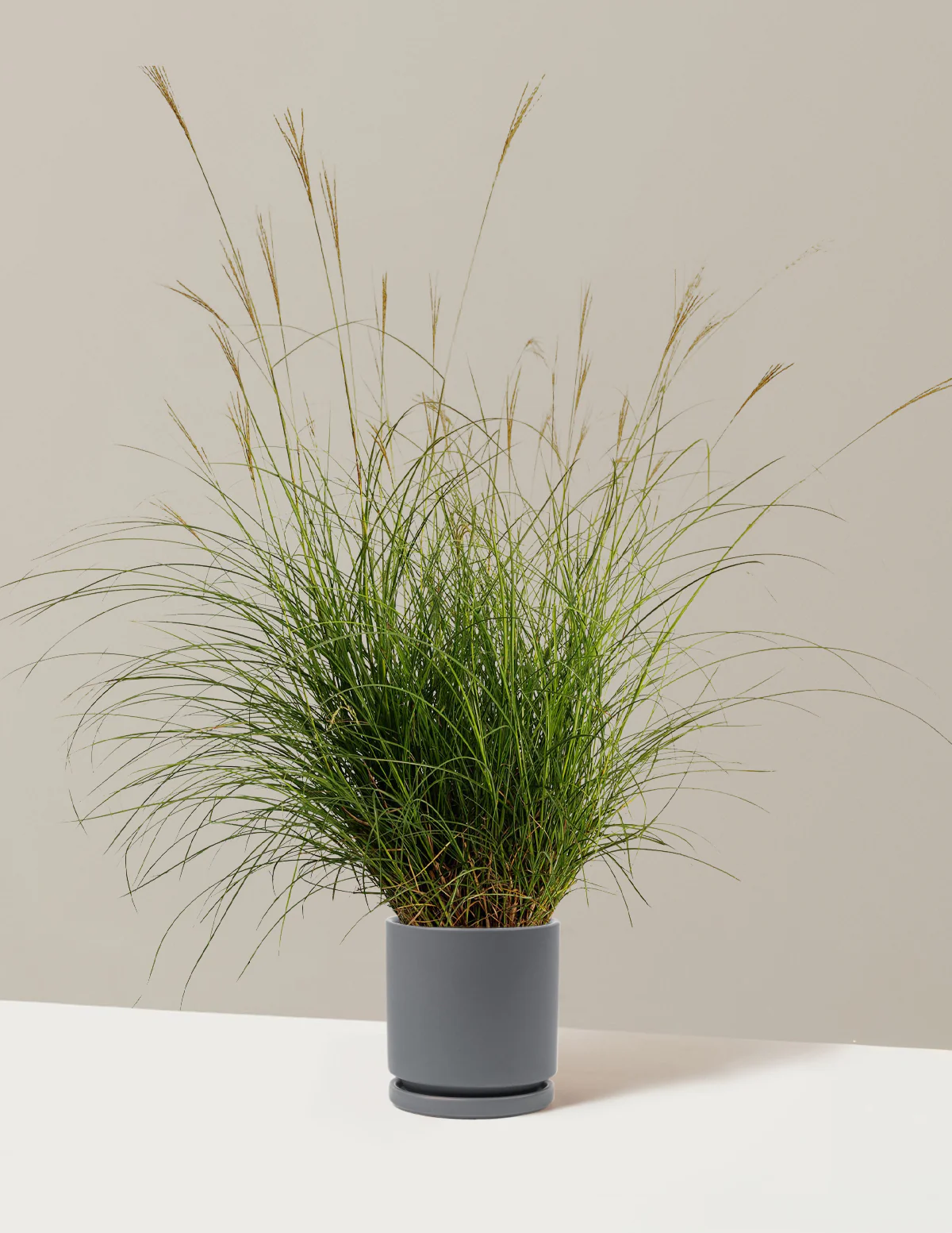 Dwarf Maiden Grass - Image 12