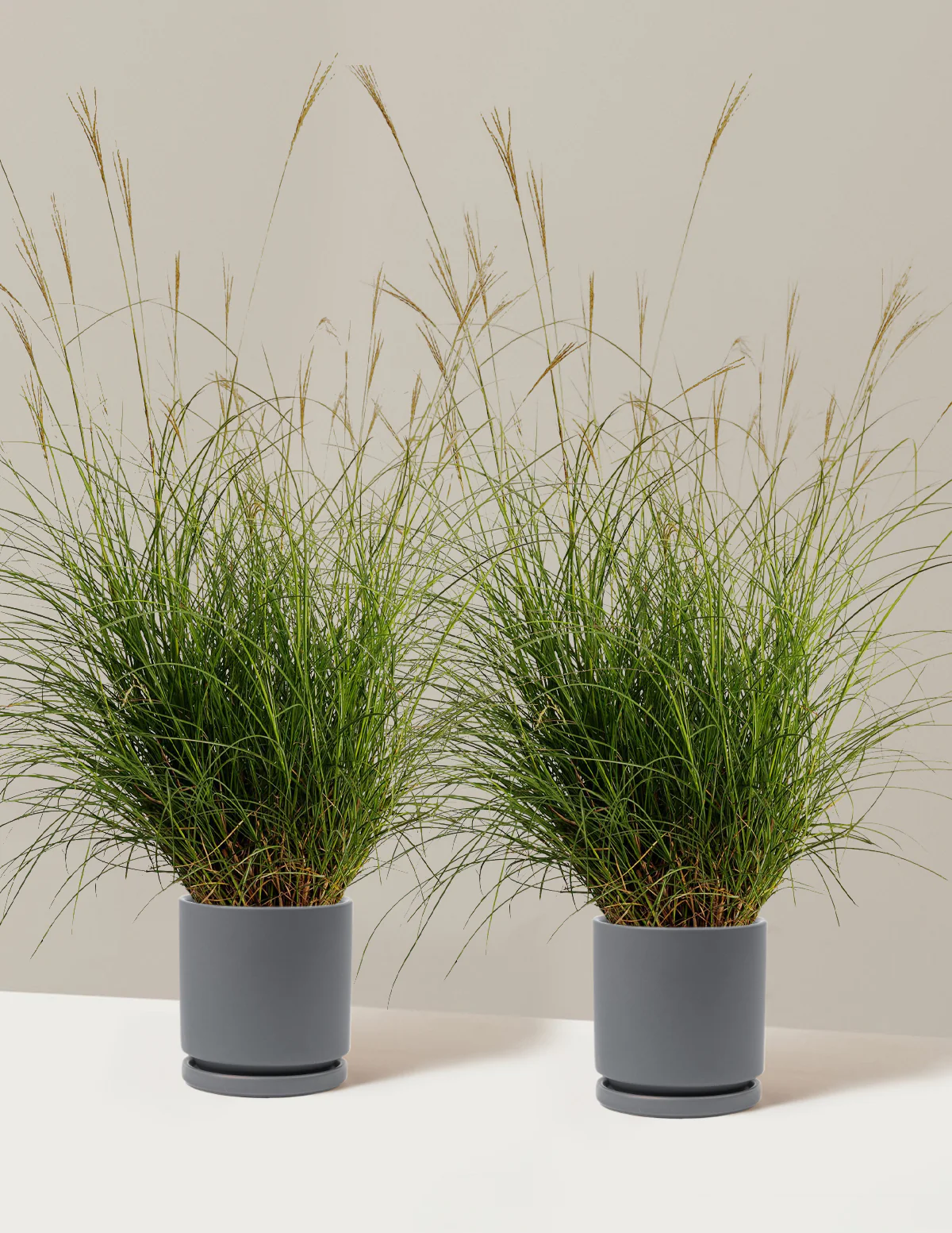 Dwarf Maiden Grass - Image 13